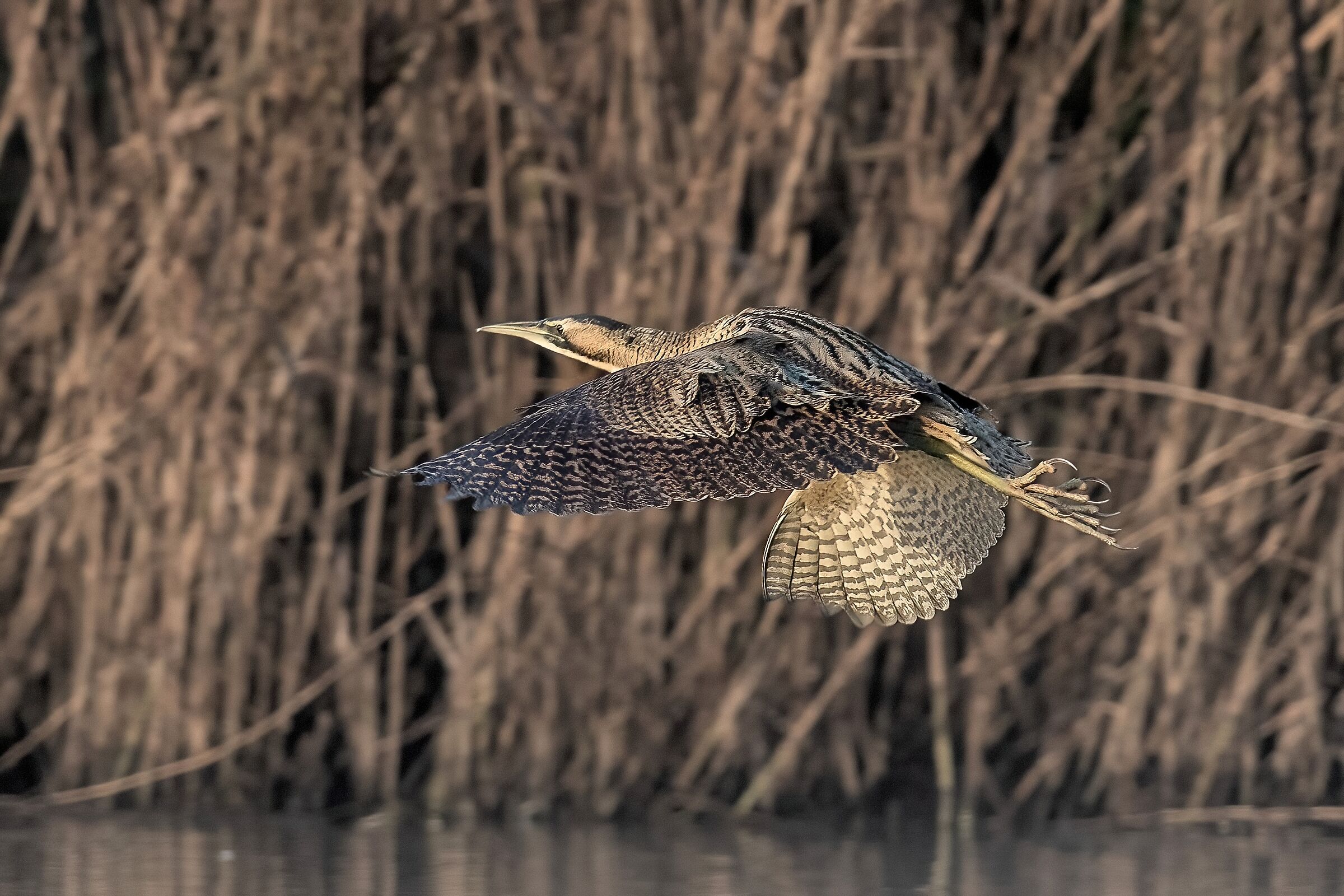 Bittern (Botaurus stellaris)