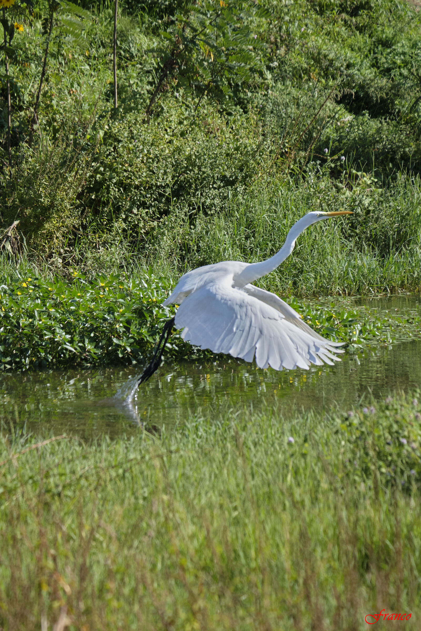 White Heron #5
