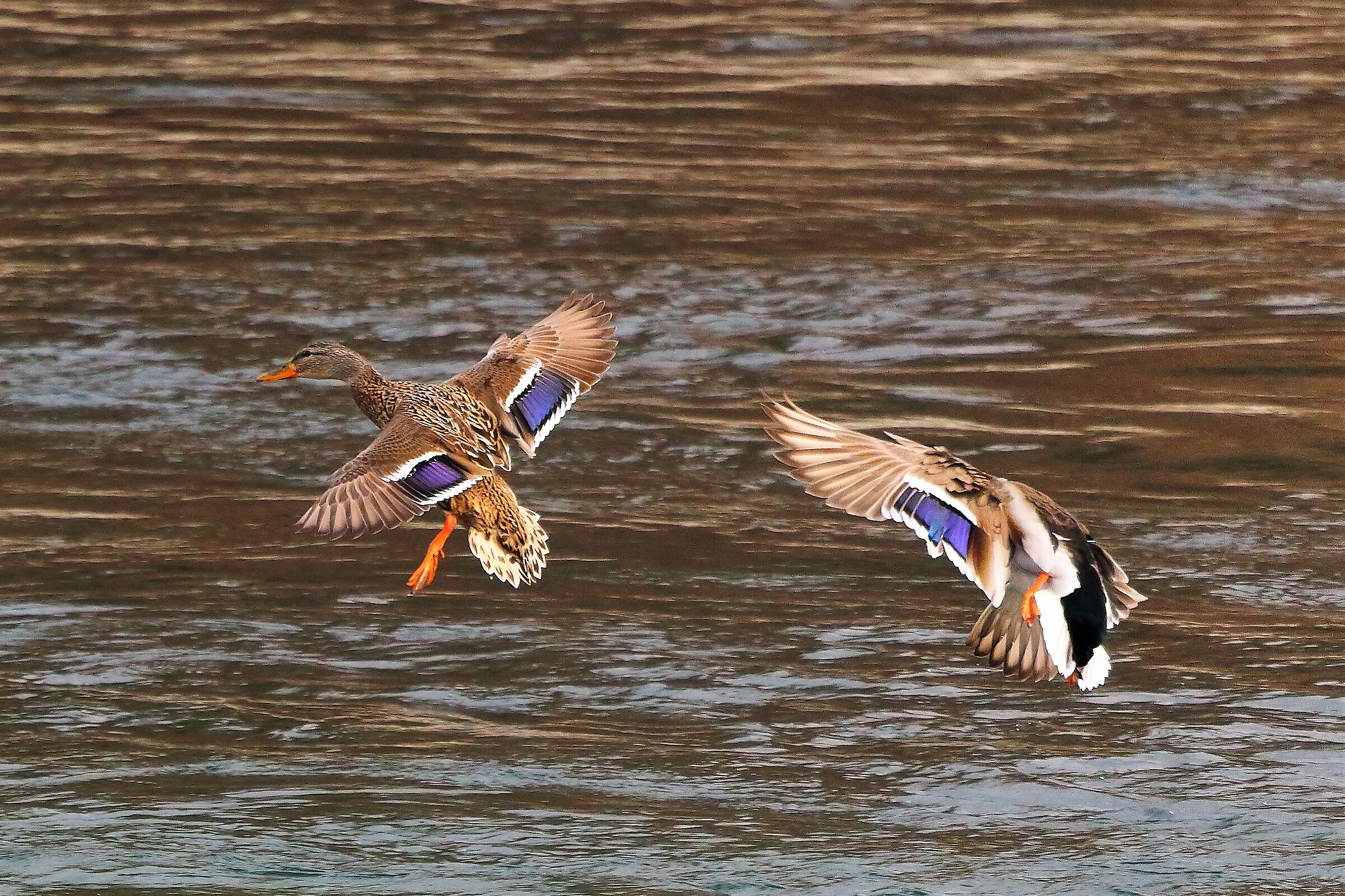 Germani 28 febbraio 2023