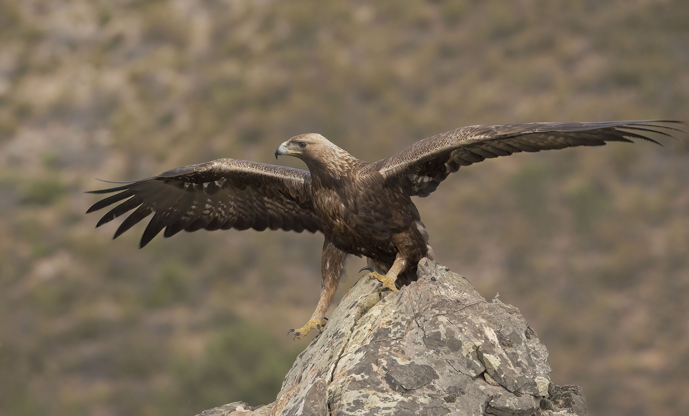 aquila reale.....scivolando