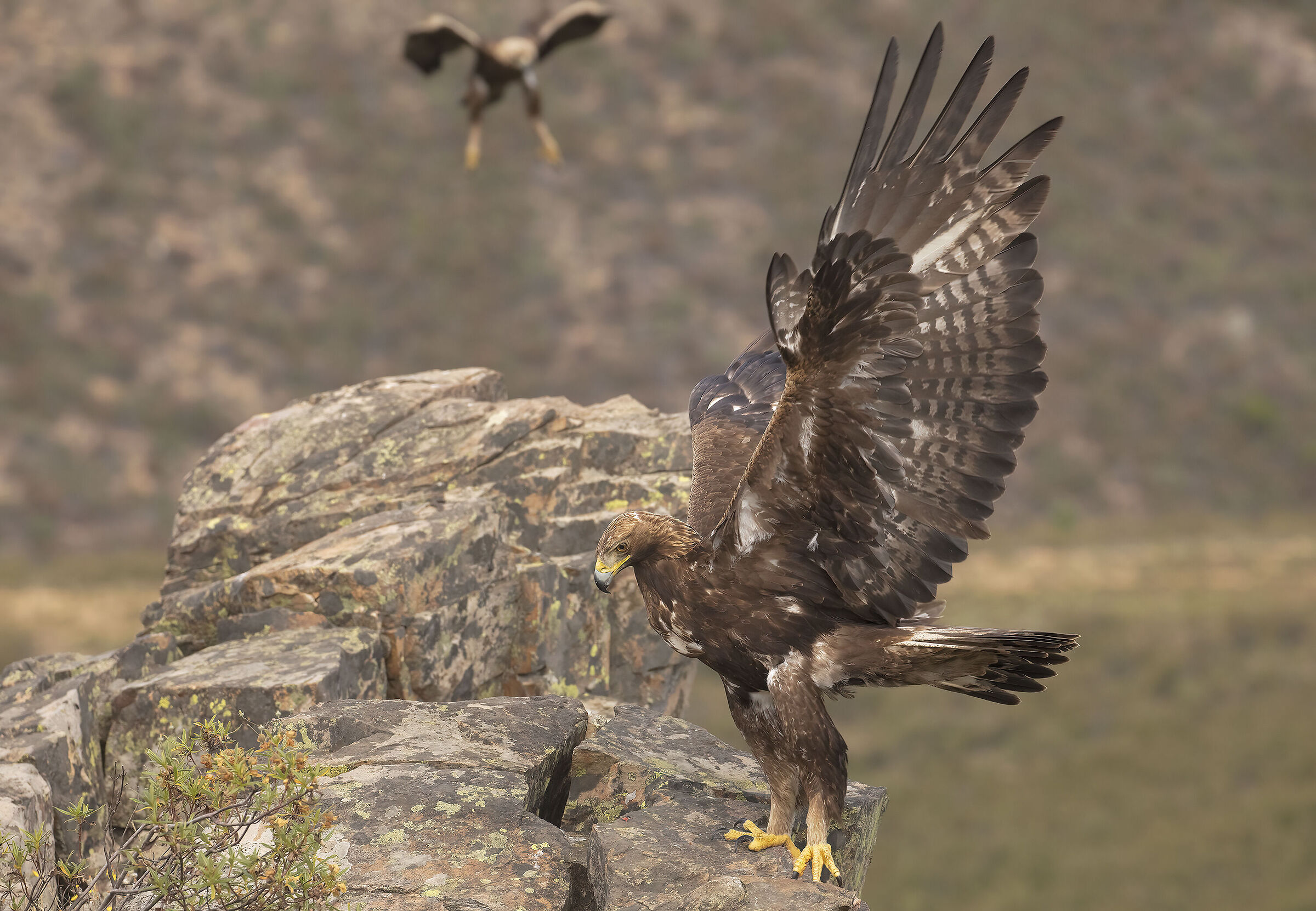 aquila reale...questa mi piace troppo