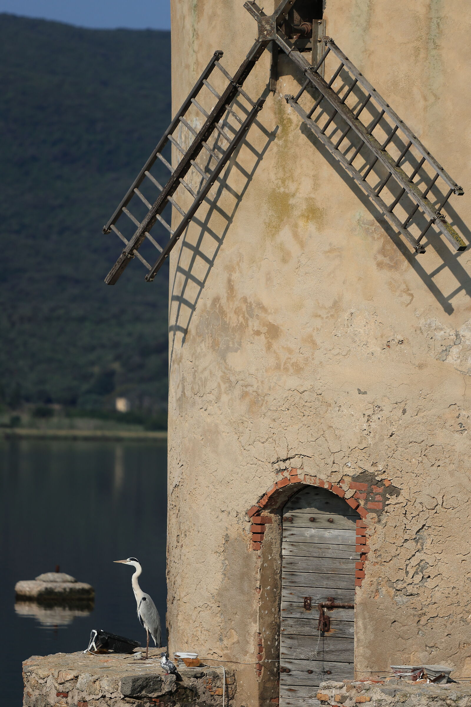 L'airone e il mulino