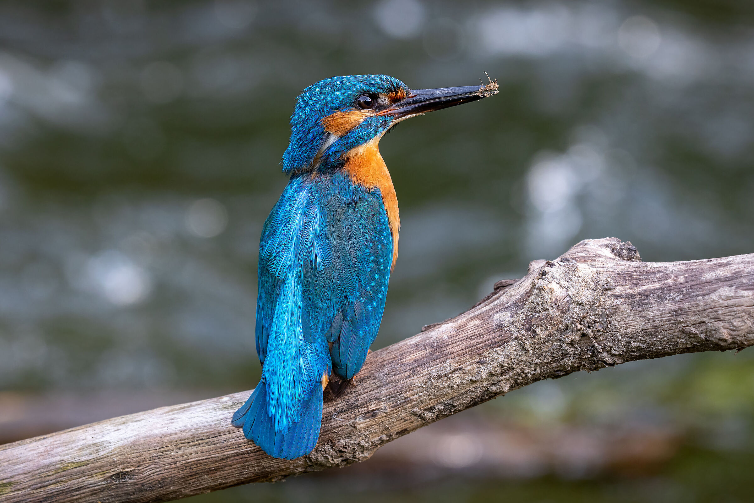 Kingfisher and the nest