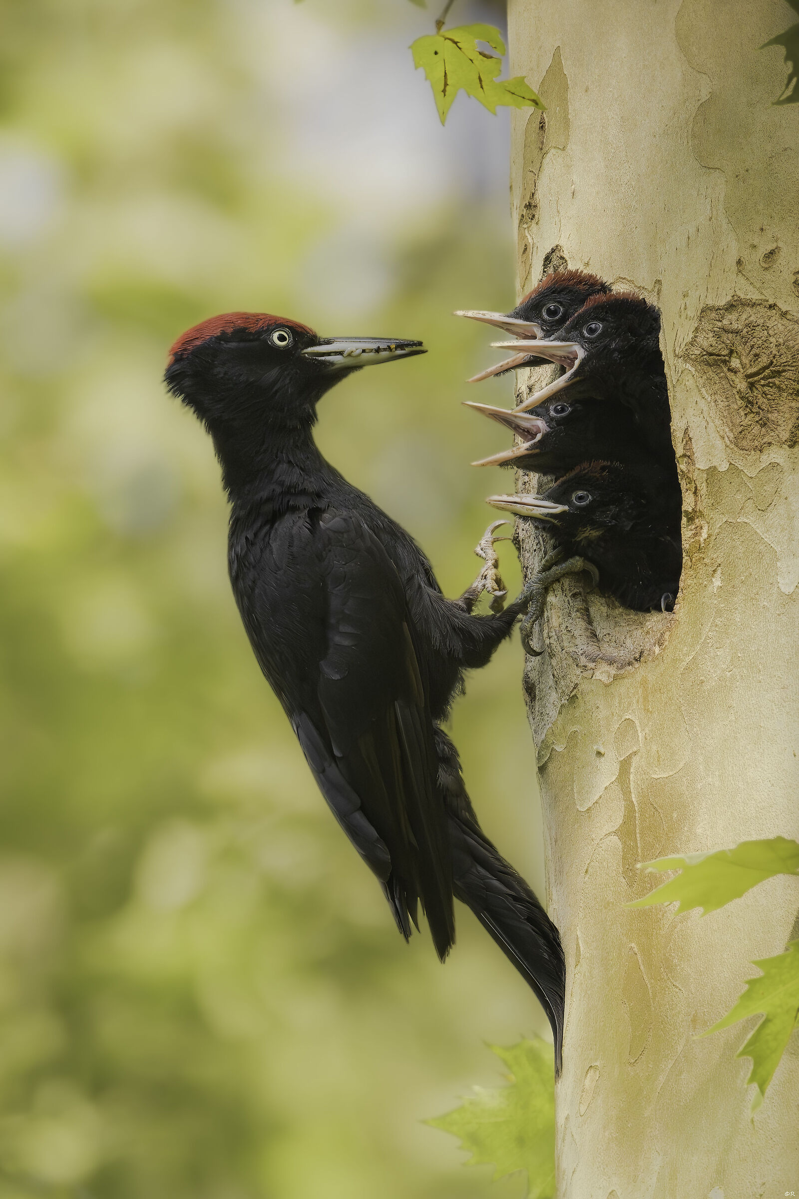 Black woodpecker