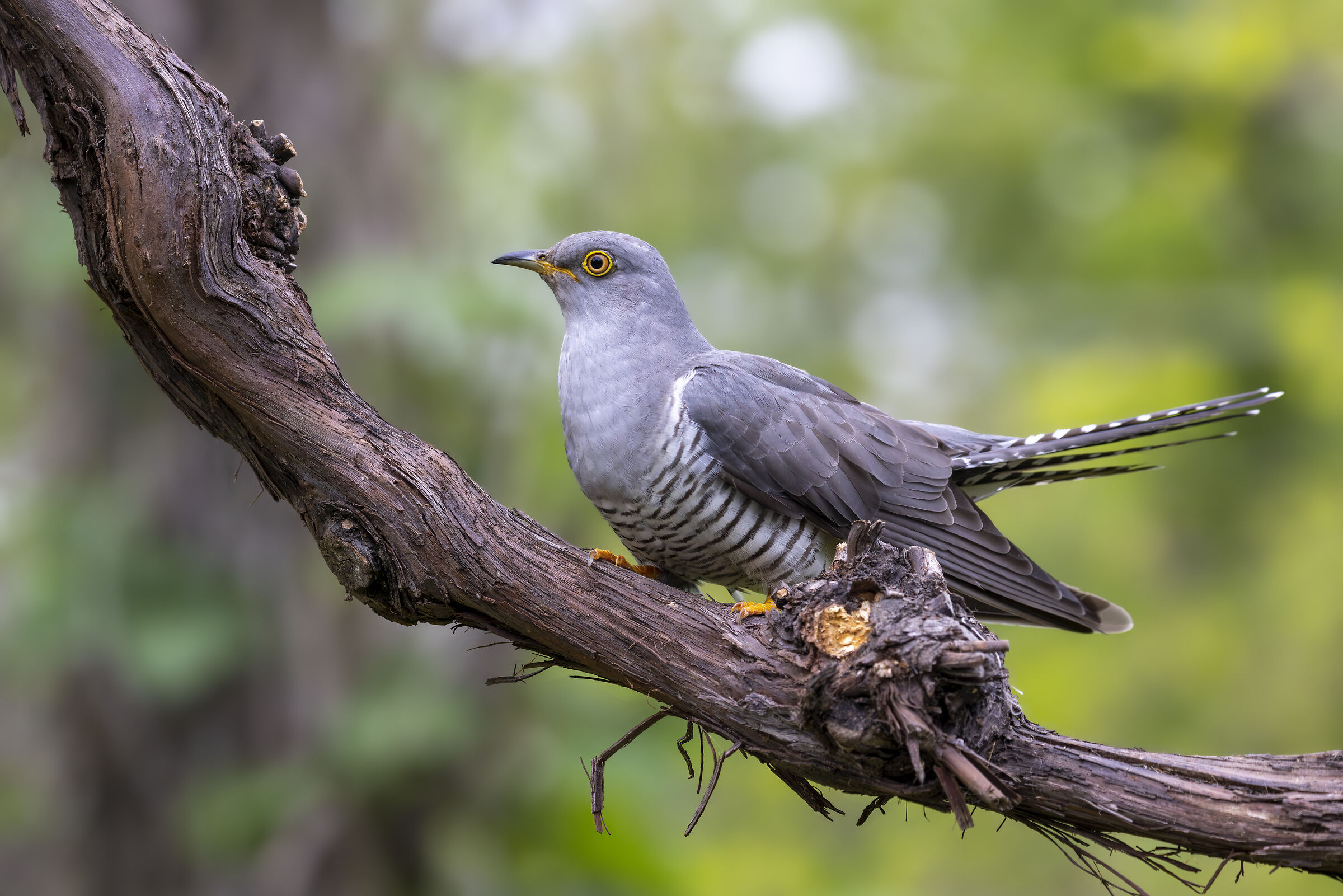 Cuckoo