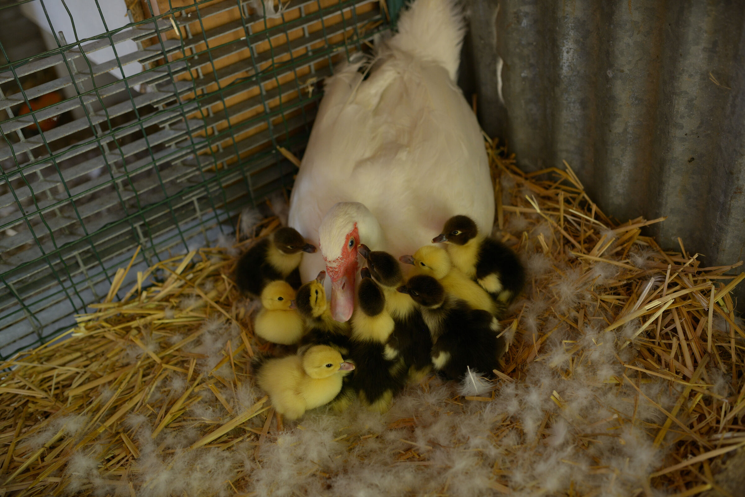 Mamma's Love