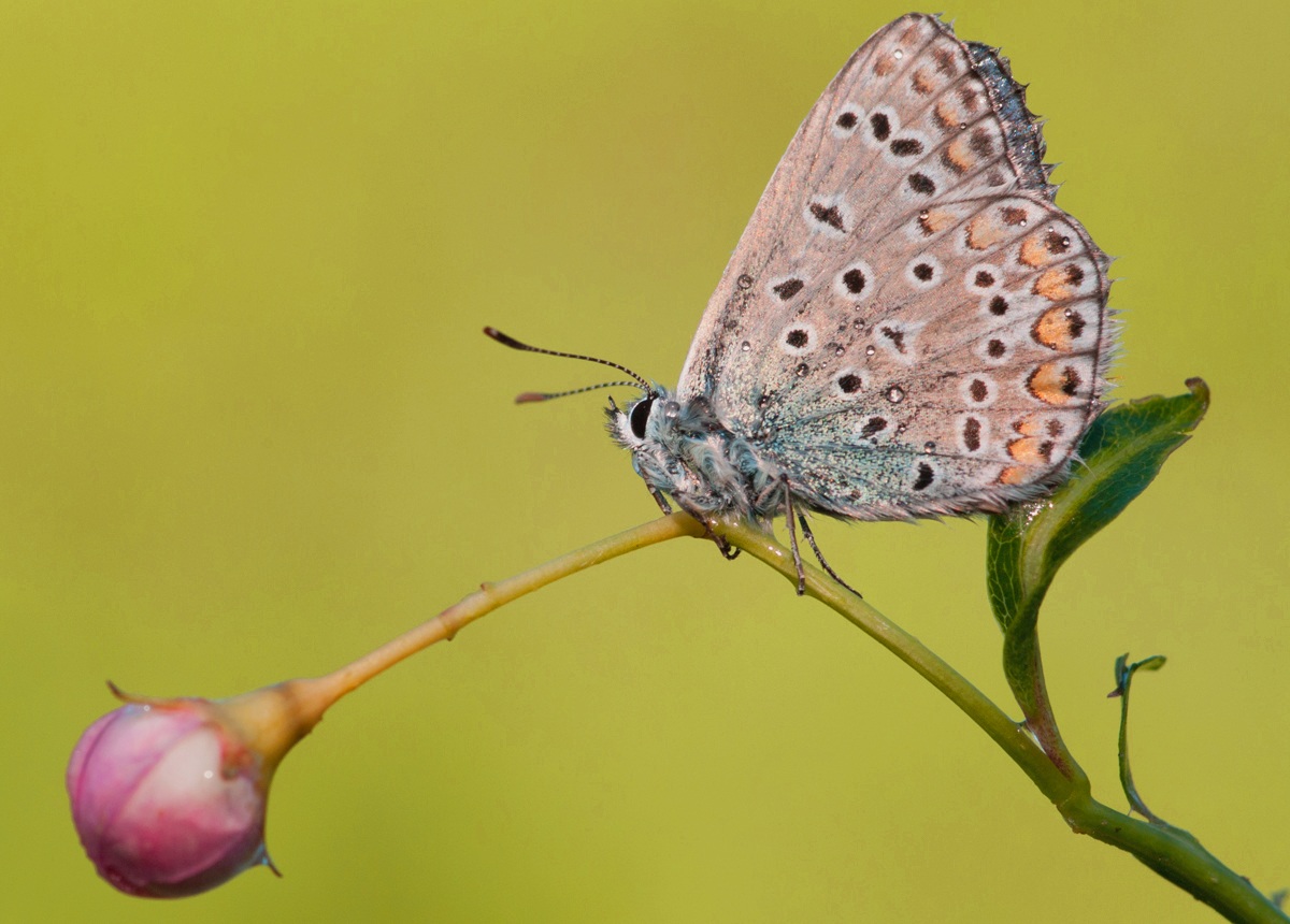 The butterflies of Montevecchia (Lc)