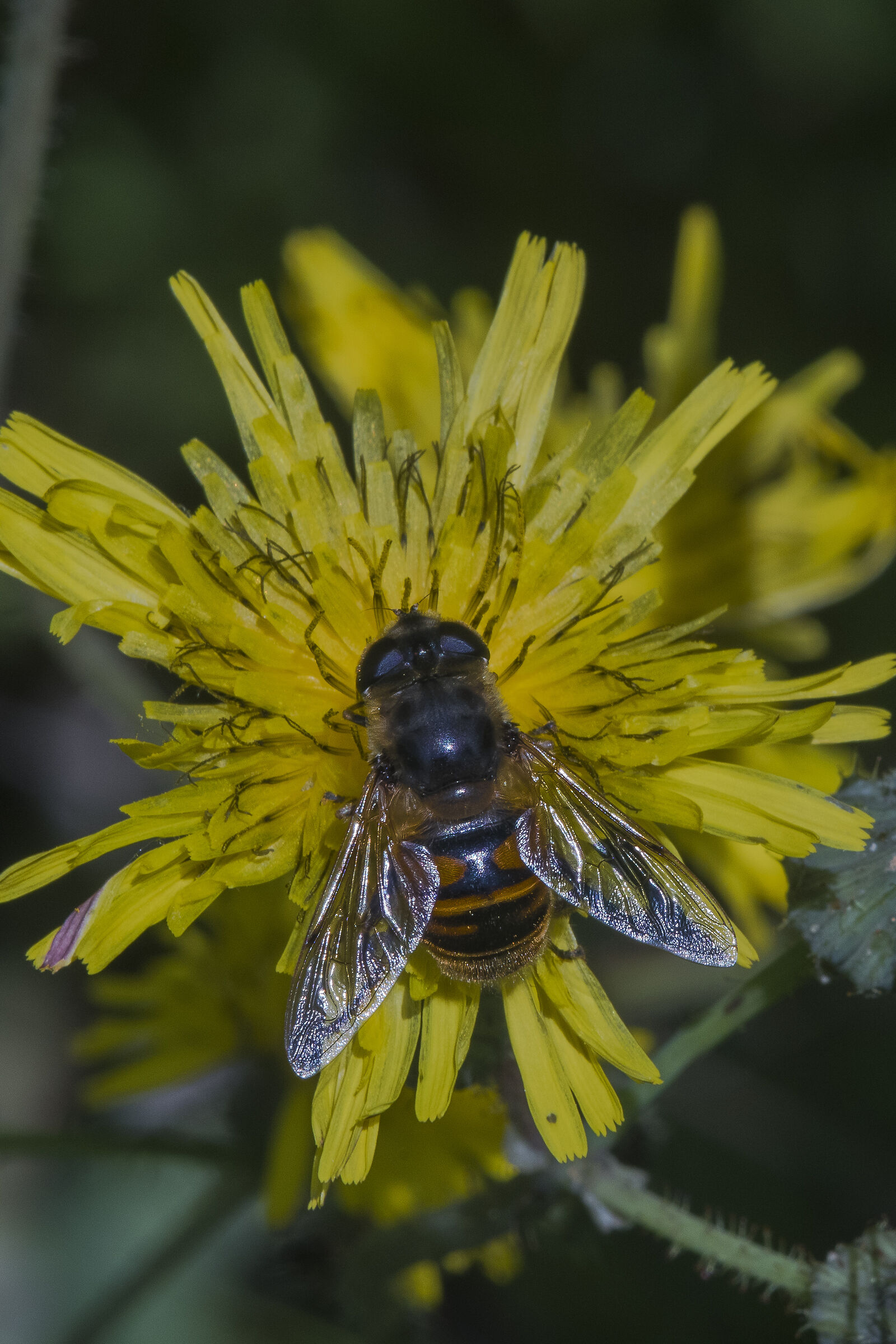 Eristalo tenace - Eristalis tenax