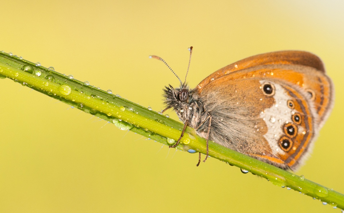 Butterflies of Montevecchia (Lc)