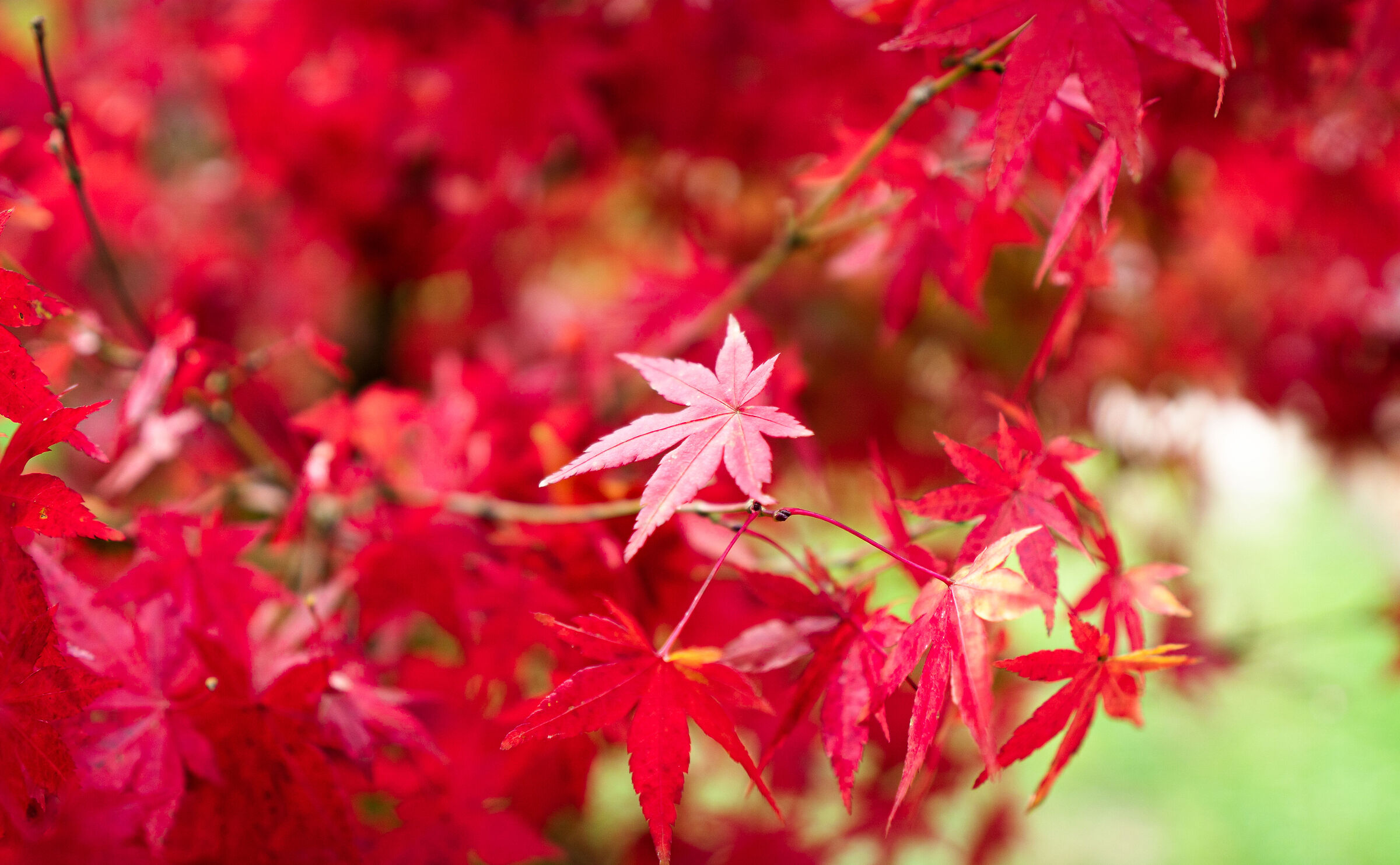 autumn elegance