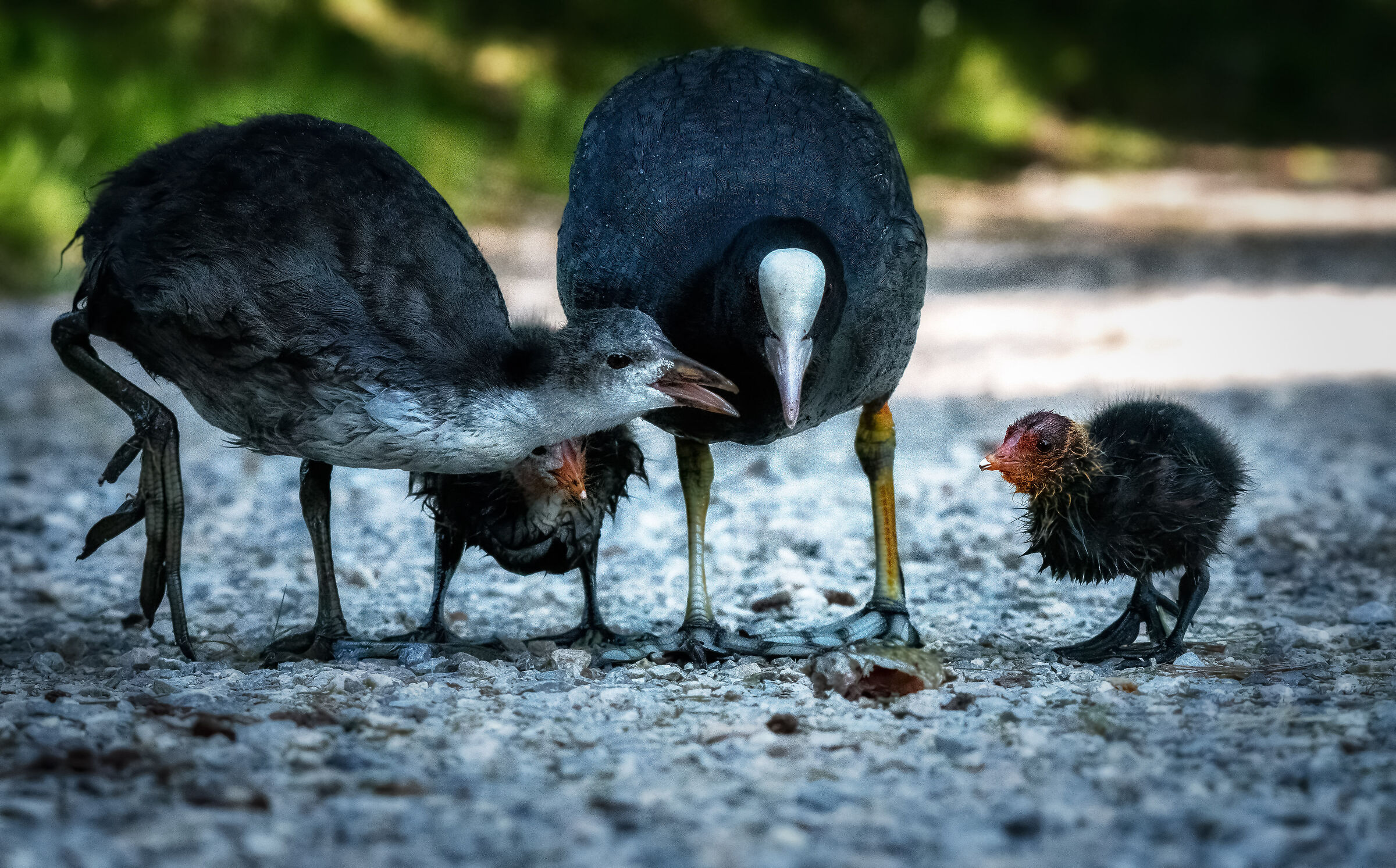 Coot family