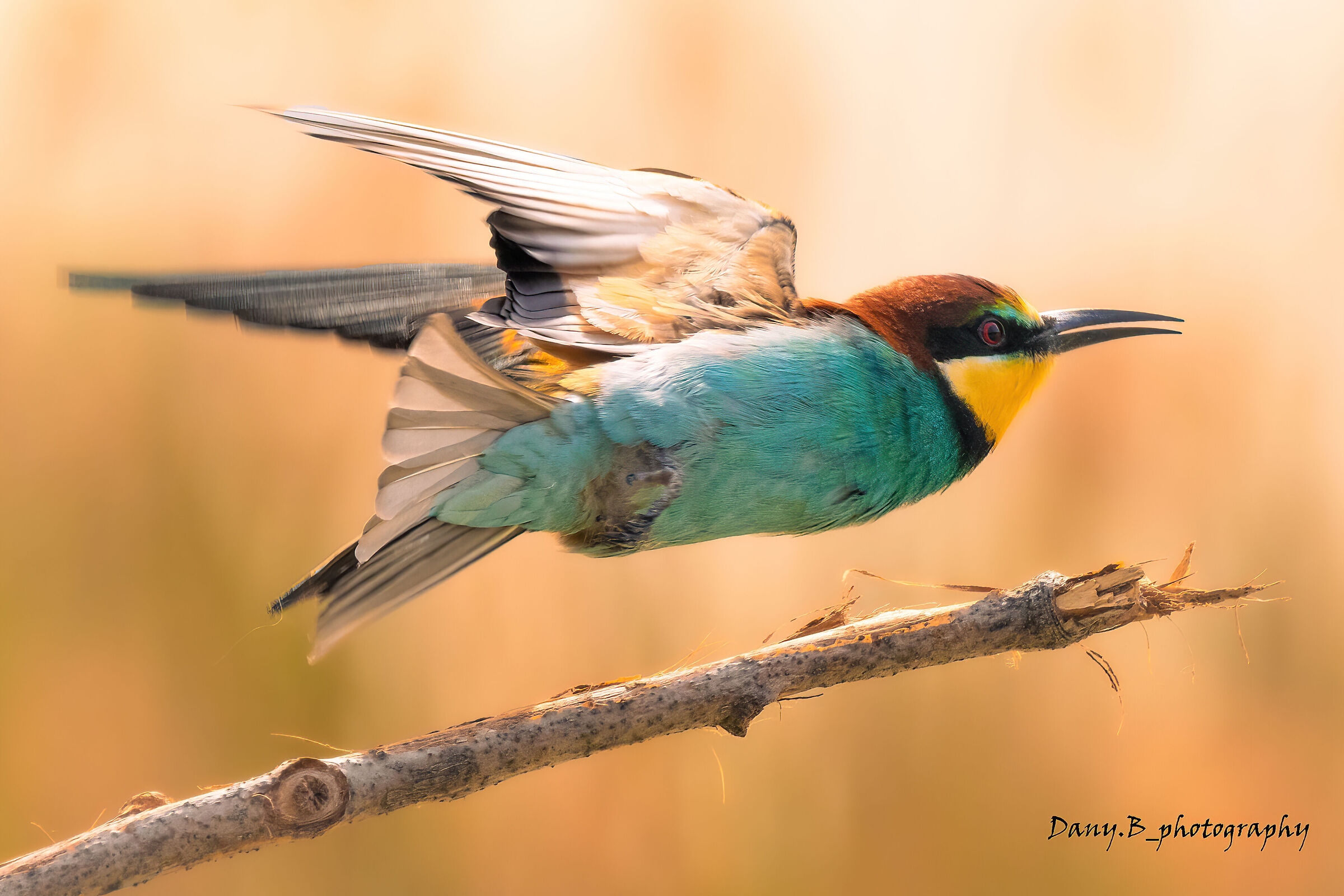 The bee-eater's turn