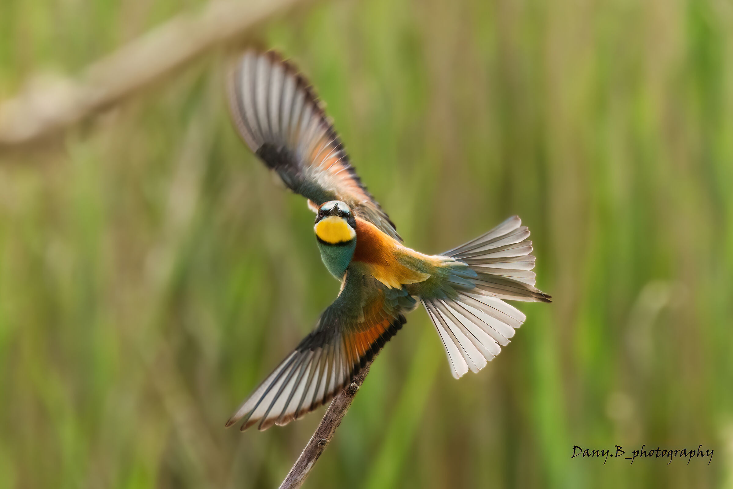 I am abandoning the debate. Pair of bee-eaters