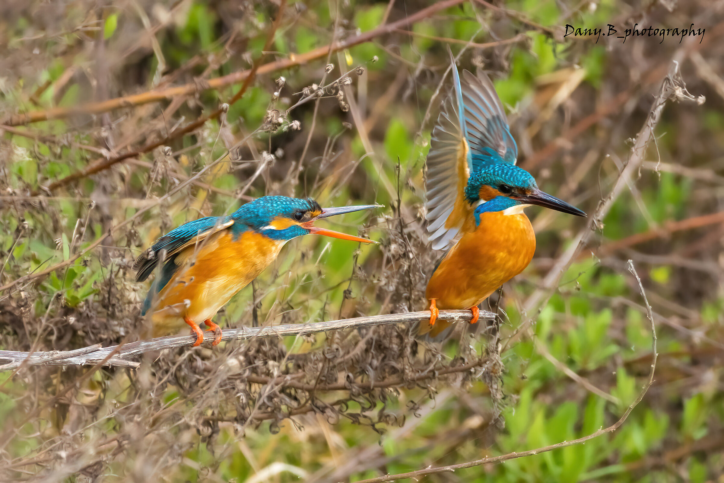 Even in the wild, females always scold the male