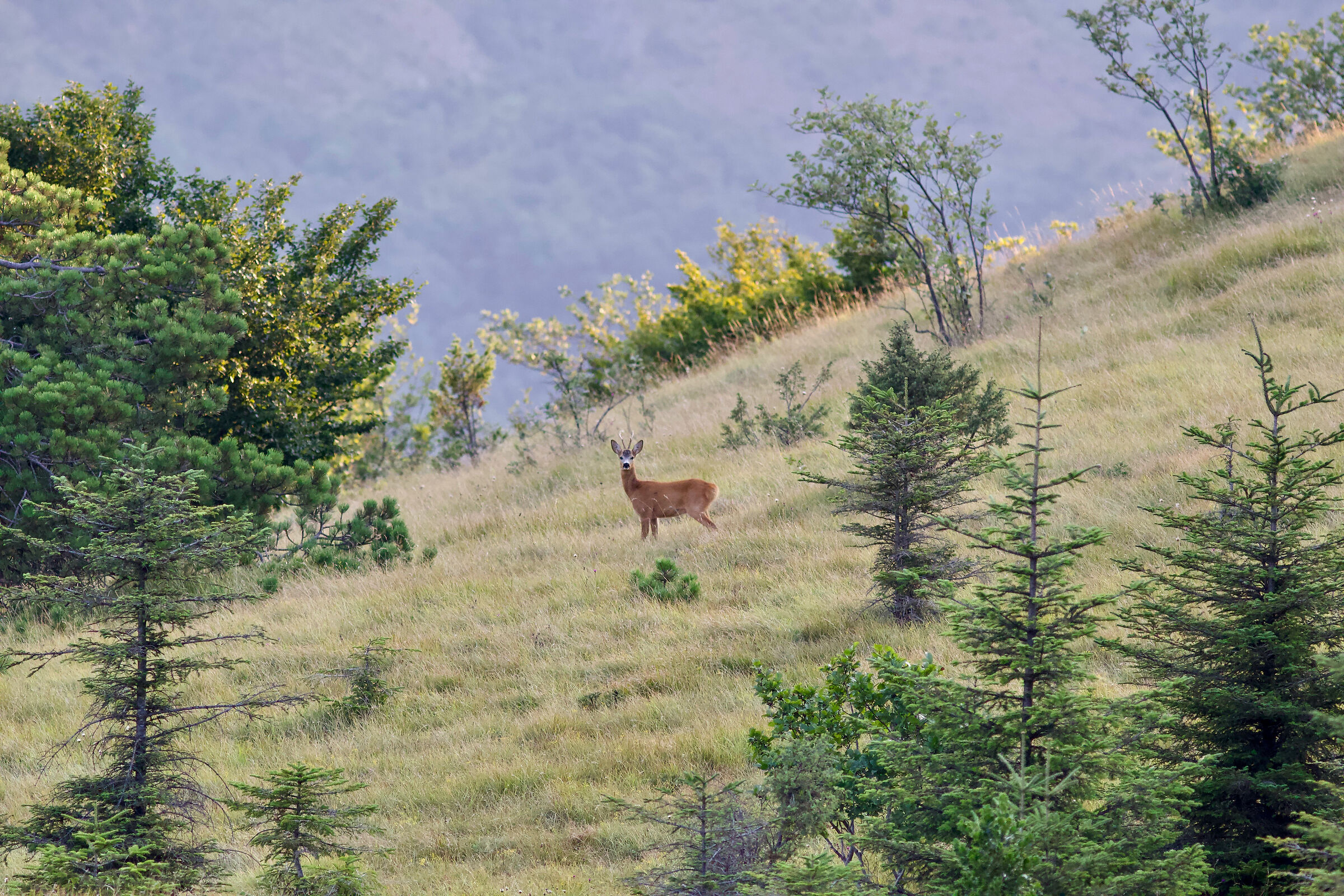 Capriolo