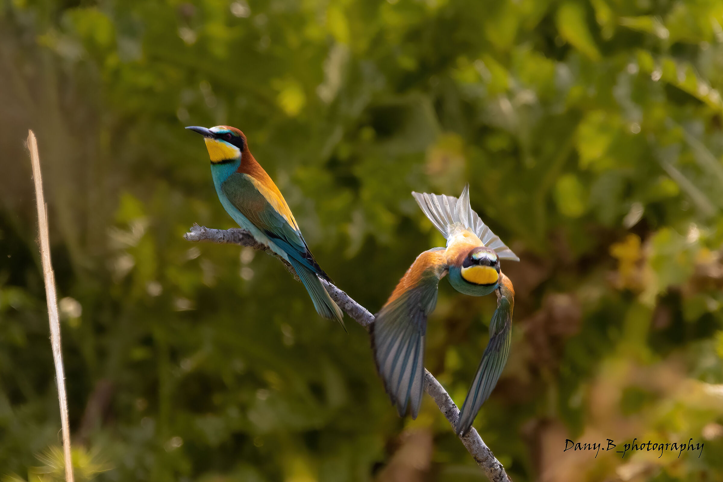 Abandonment of the discussion, pair of bee-eaters