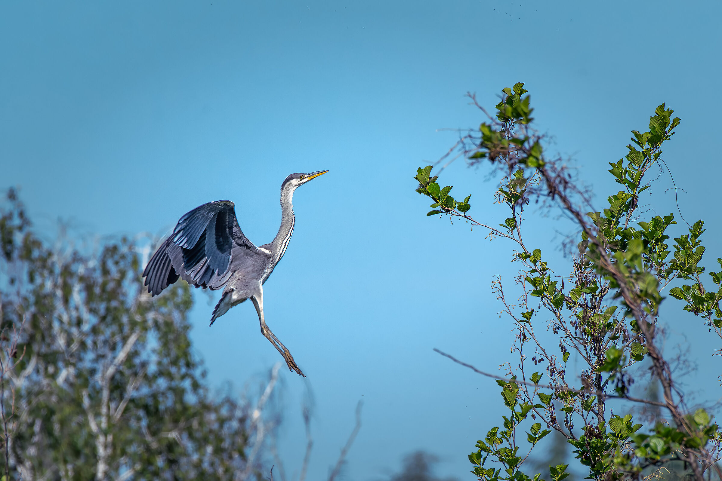 Grey heron
