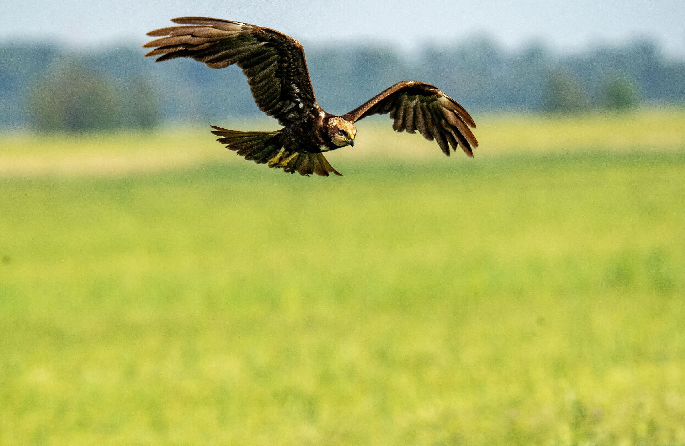 marsh harrier