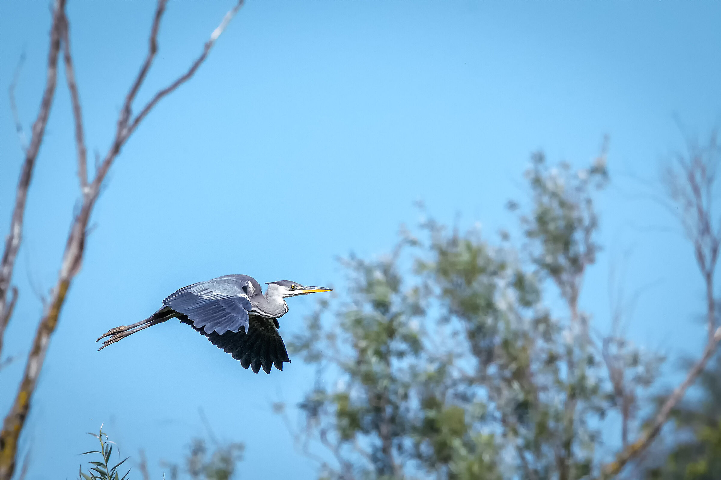 Grey Heron in flight
