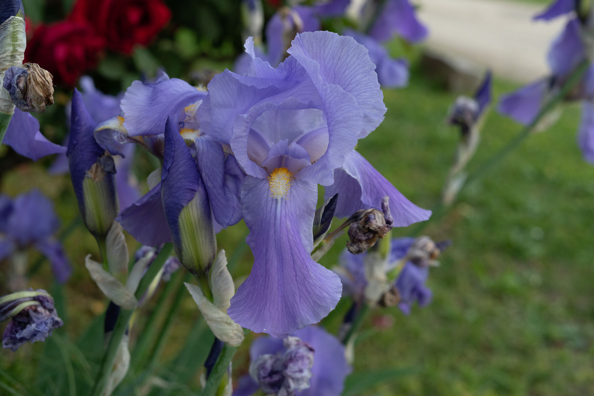 Iris