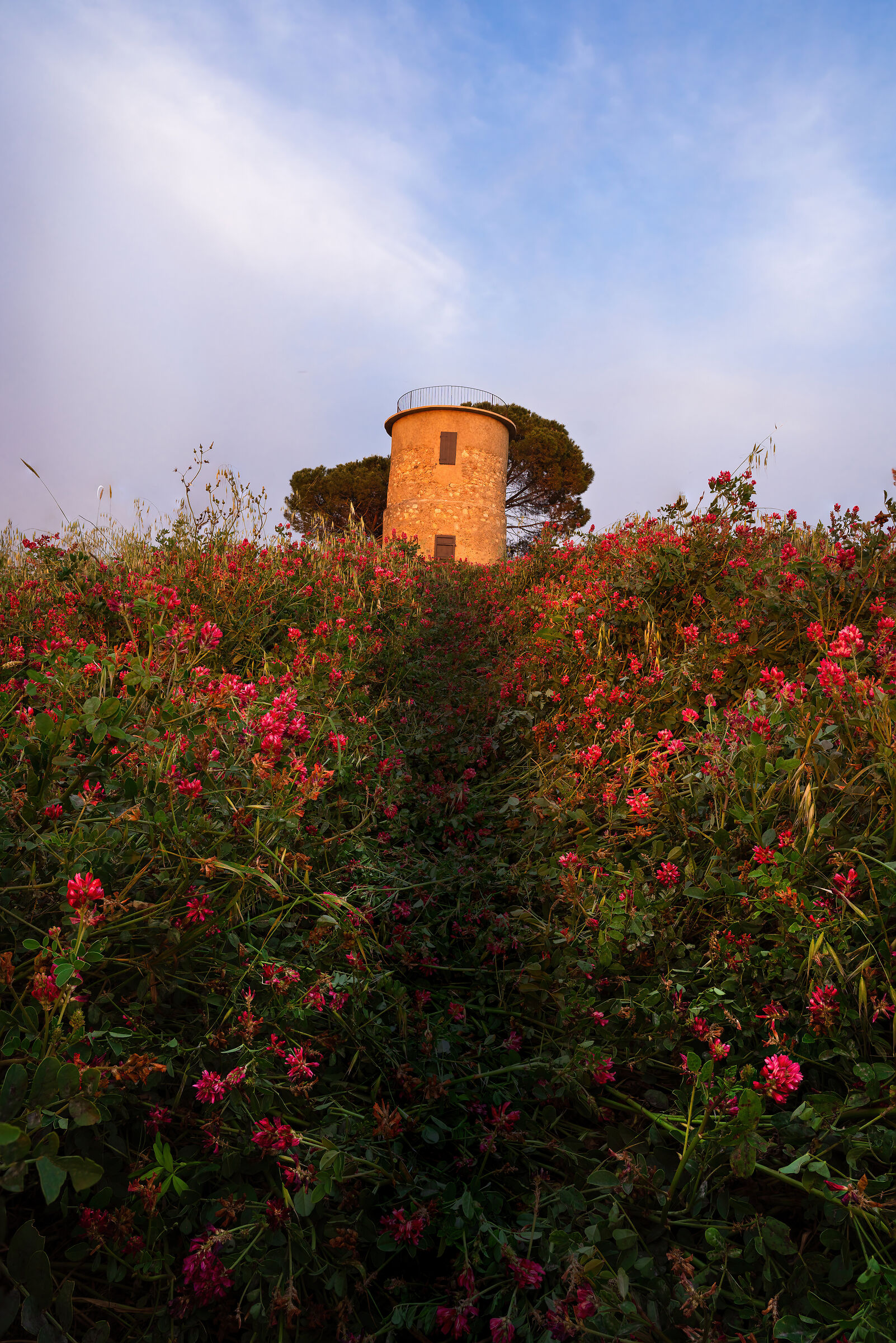 Carpet up to the old mill