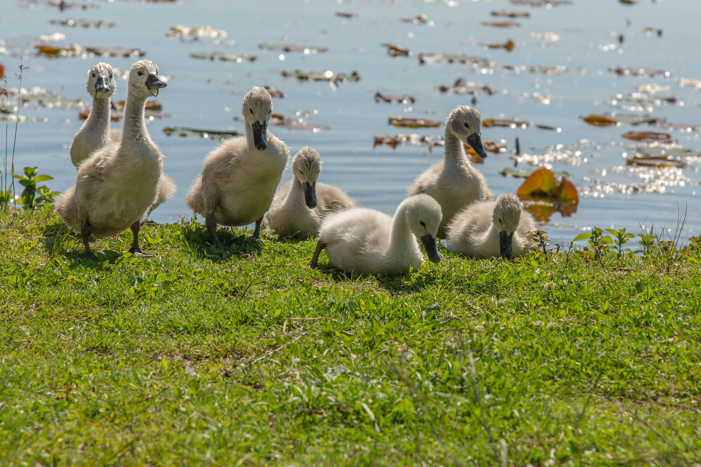 Little swans