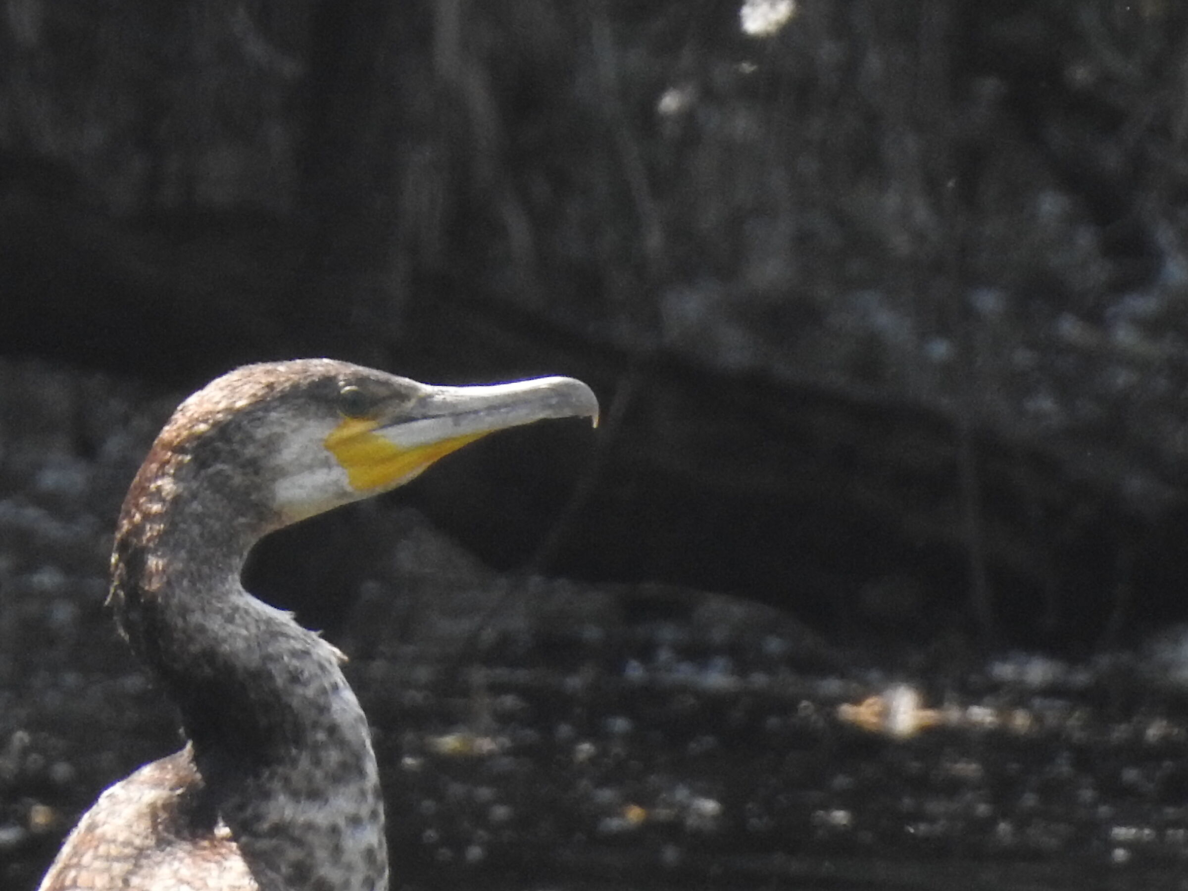 Evidente macchia gialla base becco cormorano