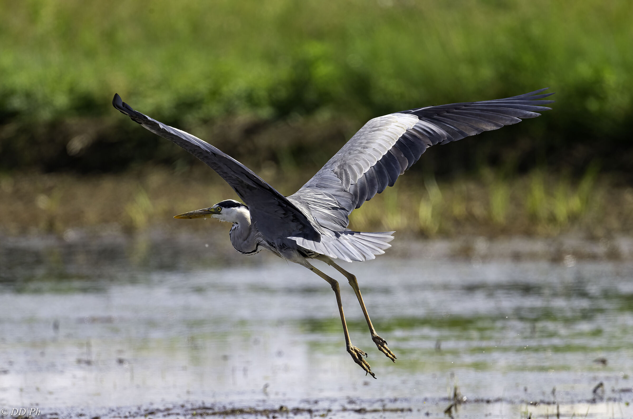 Grey heron