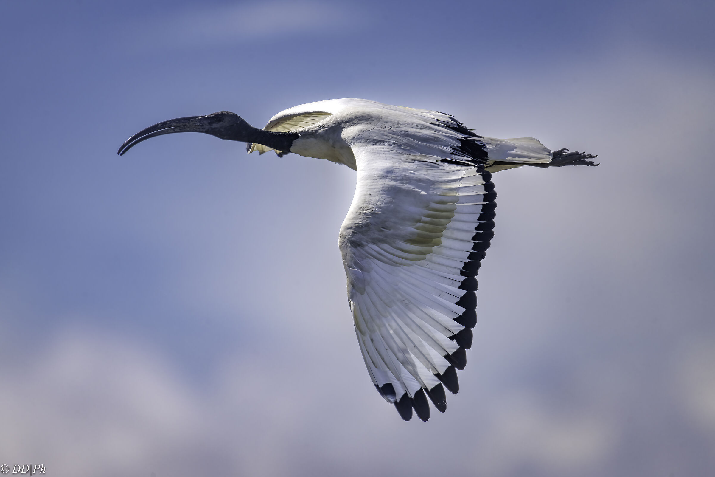 Sacred ibis