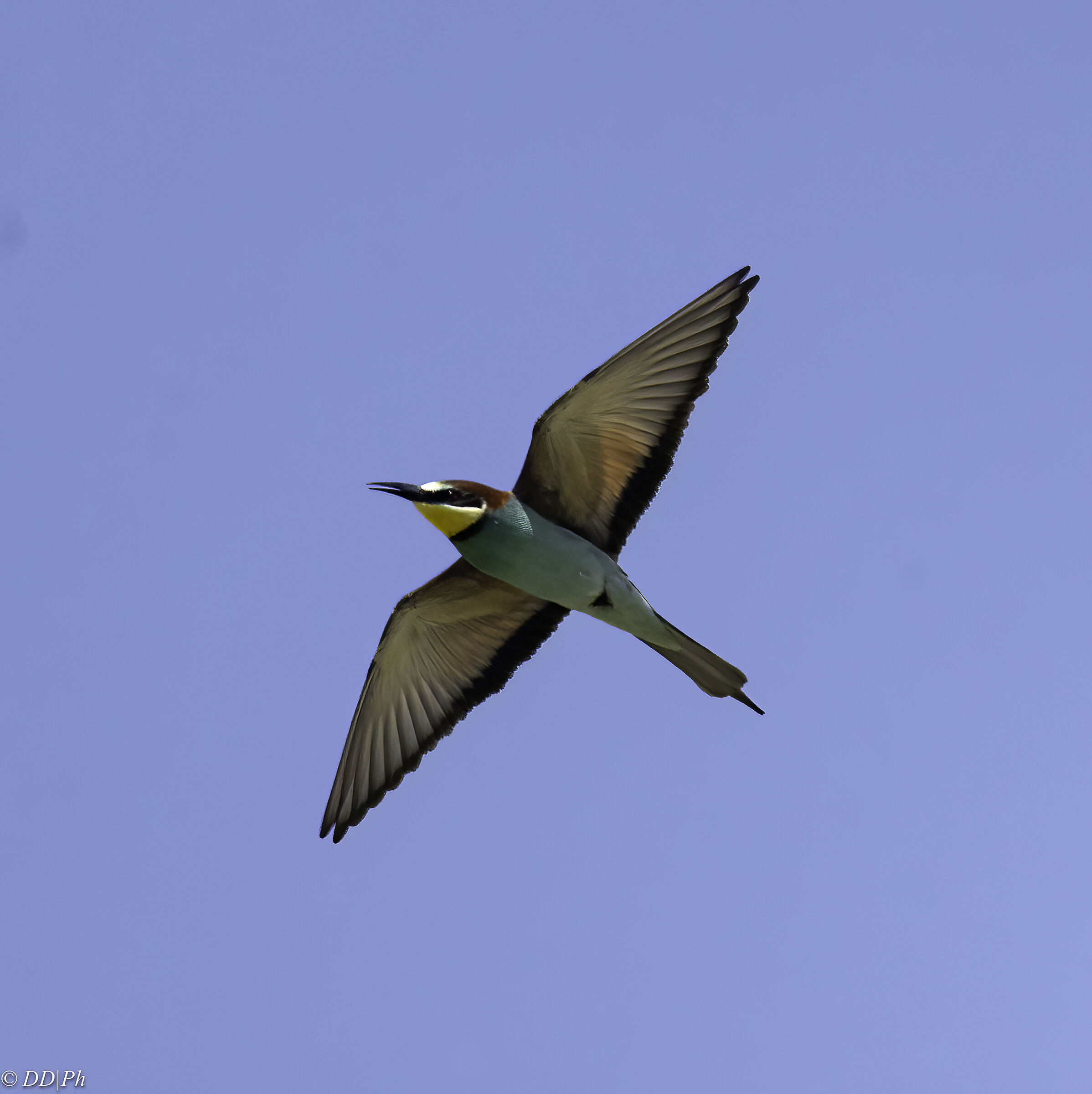 Bee-eater