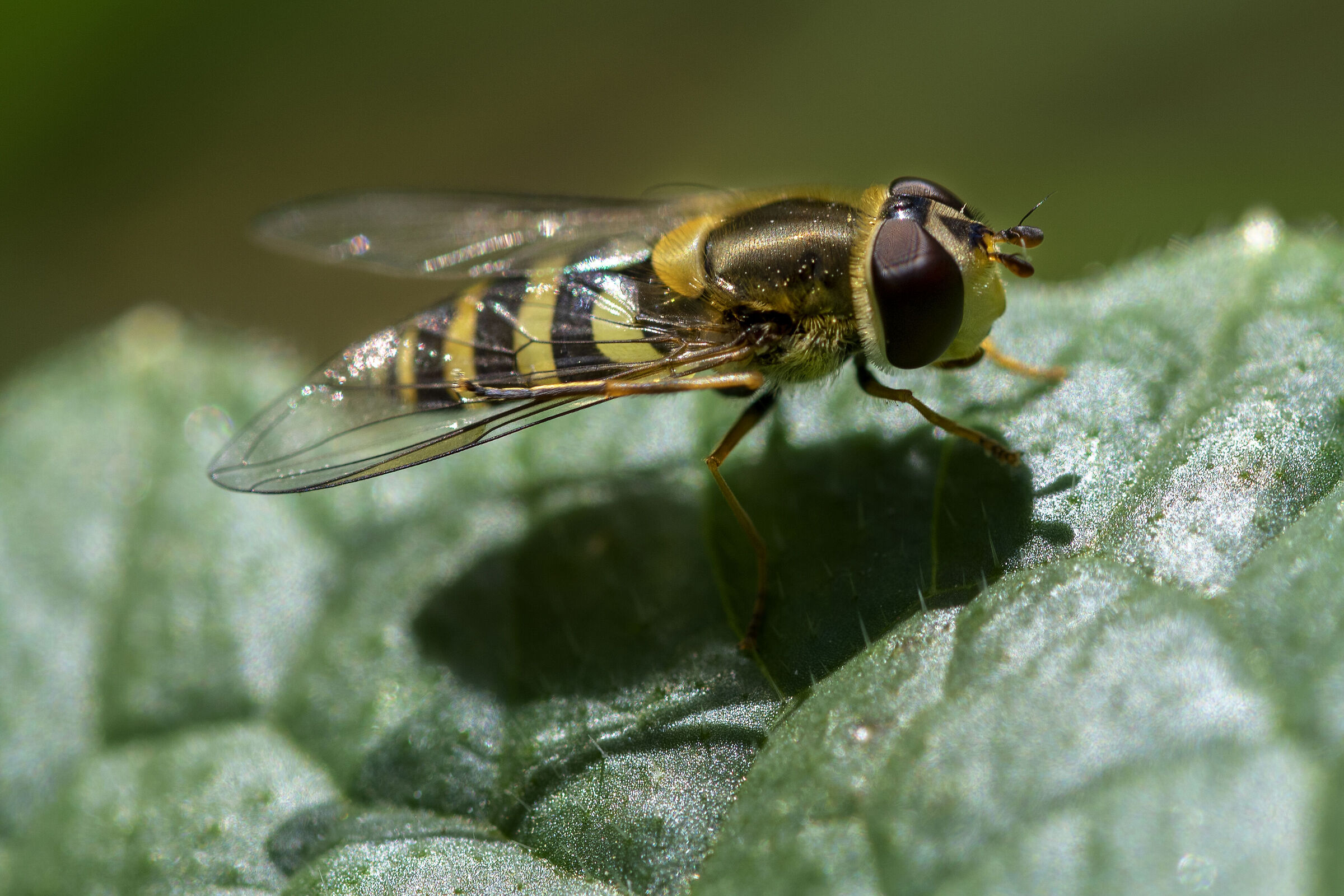 The fly and its shadow