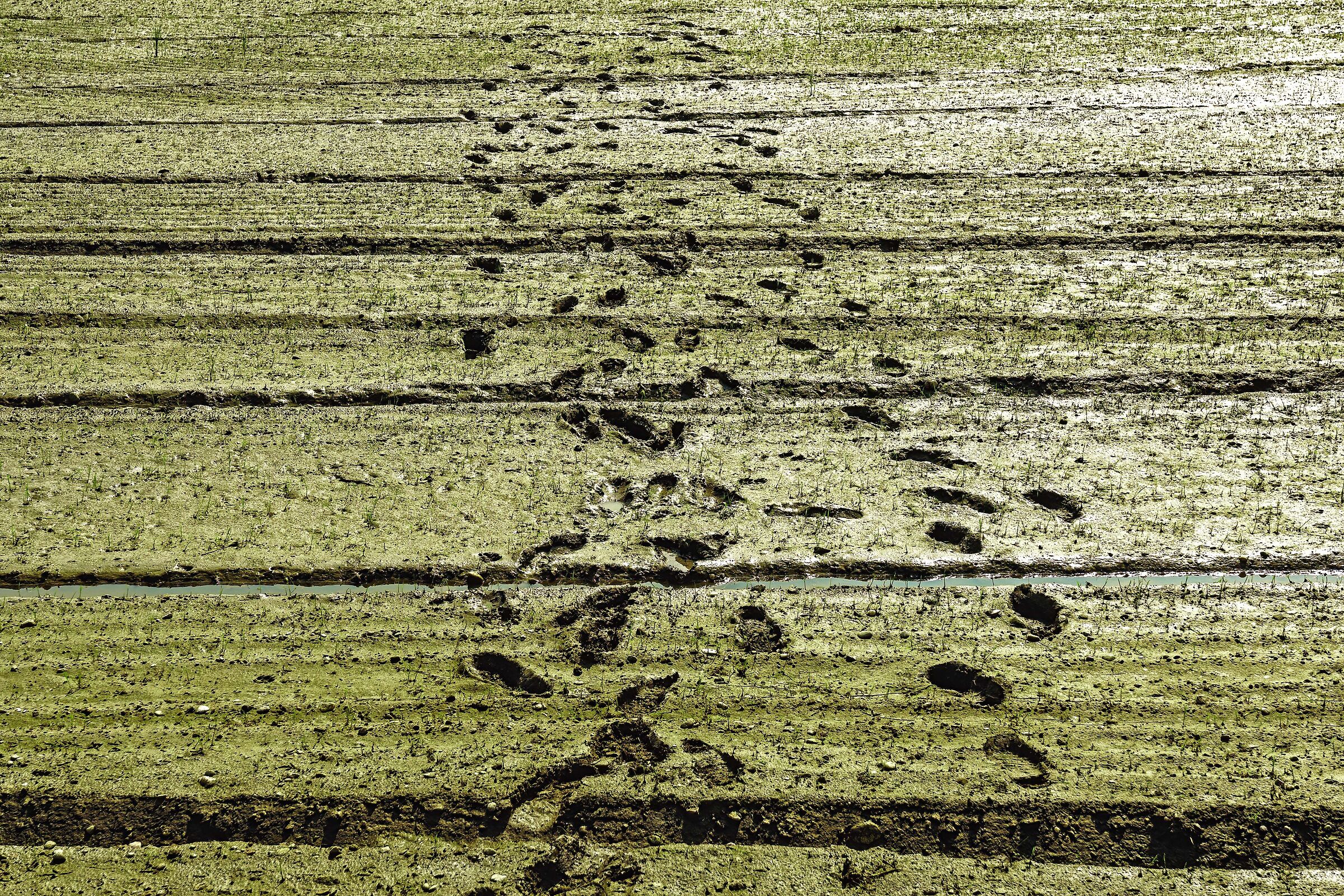 Impronte nel riso nascente