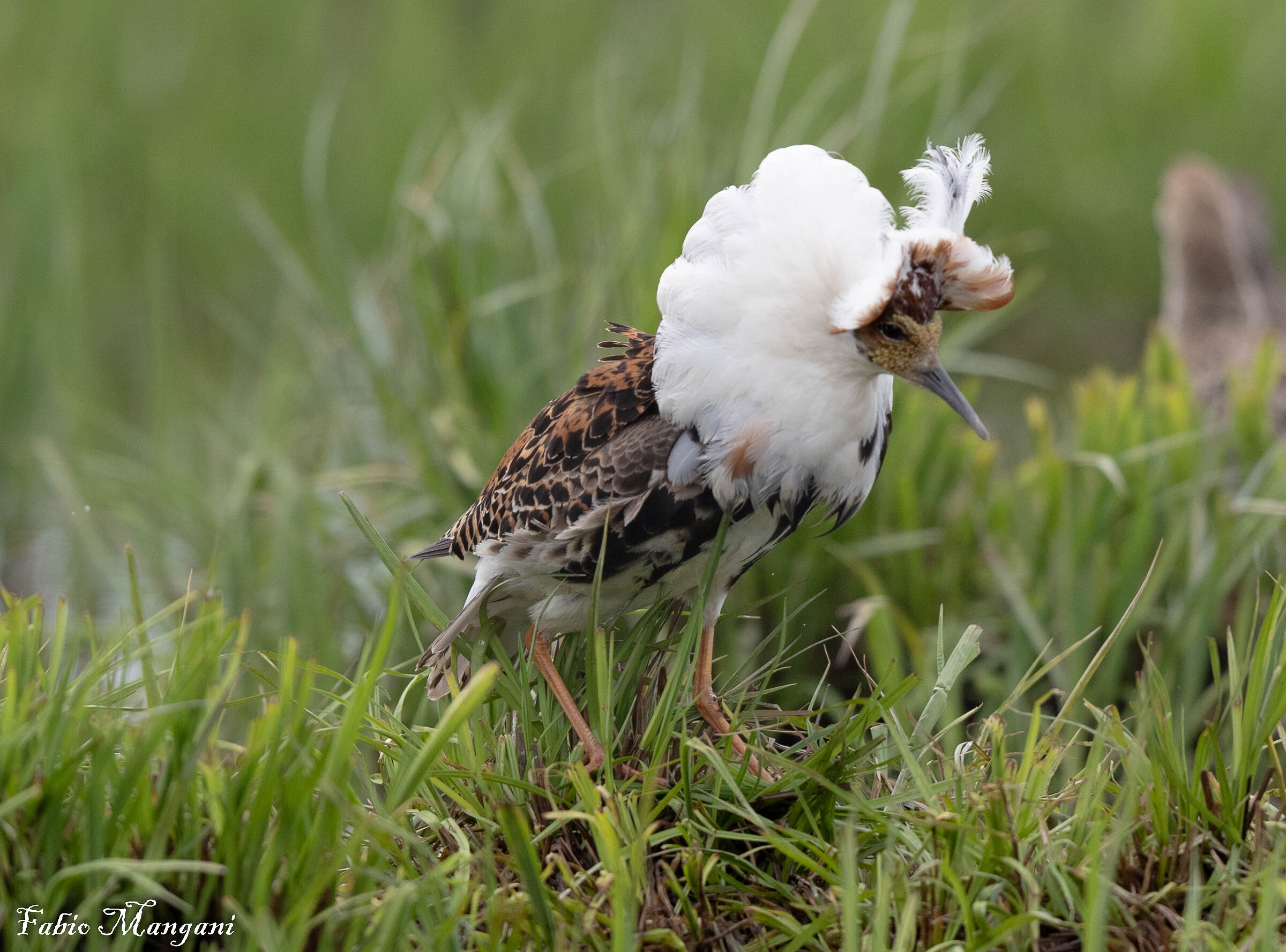 Combattente maschio  Finland