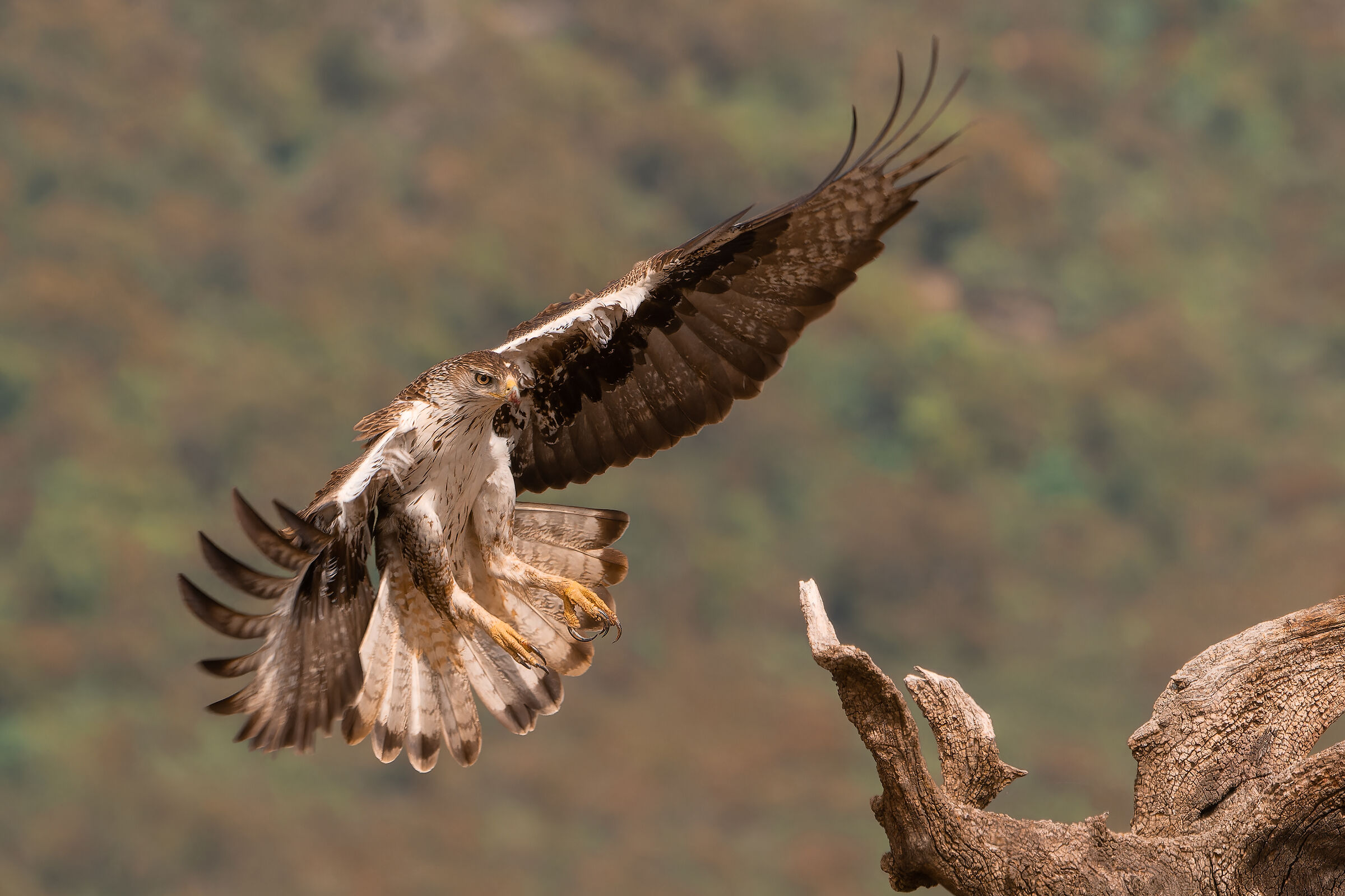 Landing