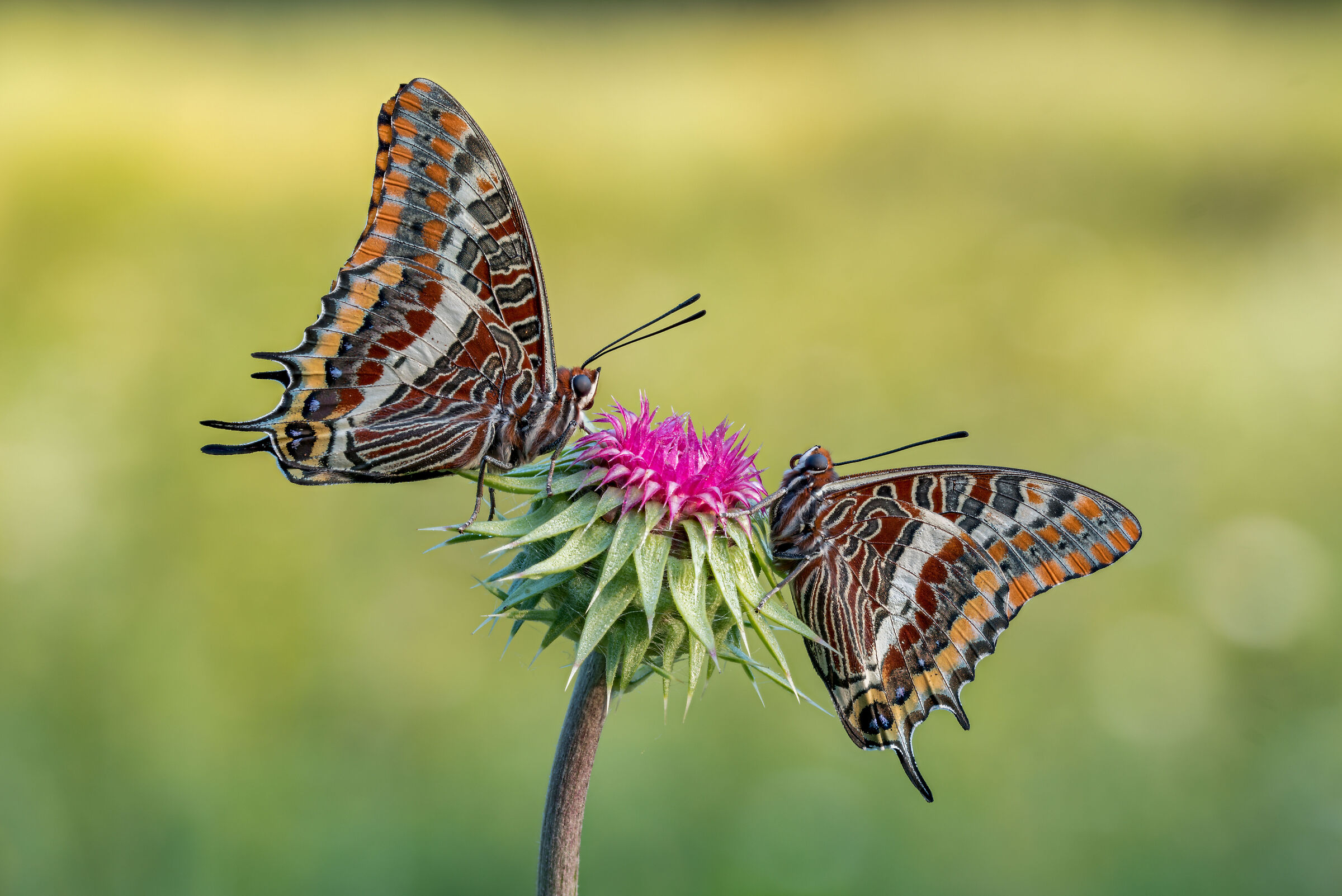 Charaxes jasus