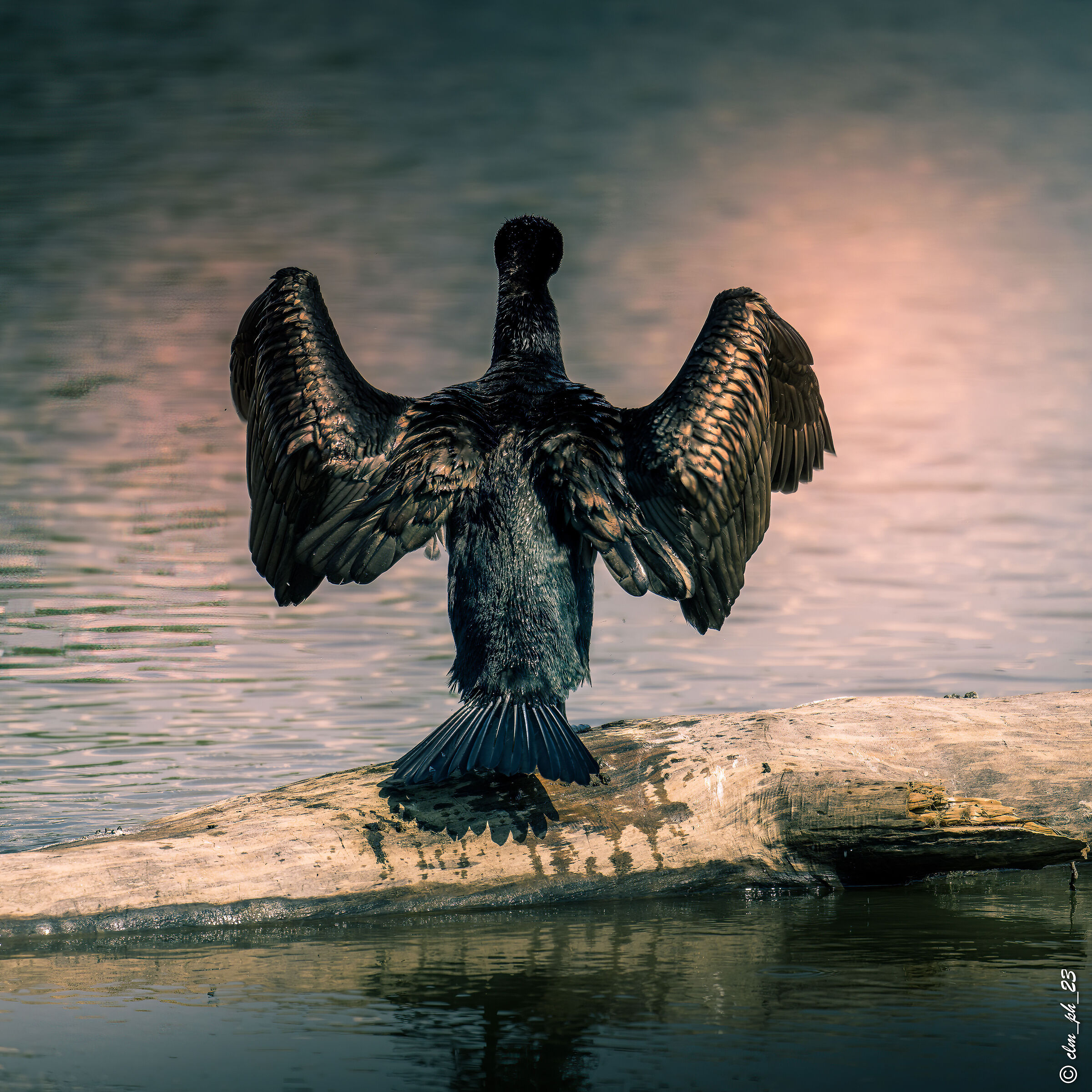 Meisino Park (TO) Cormorant