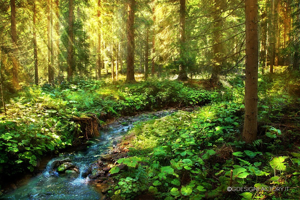 Lush forest