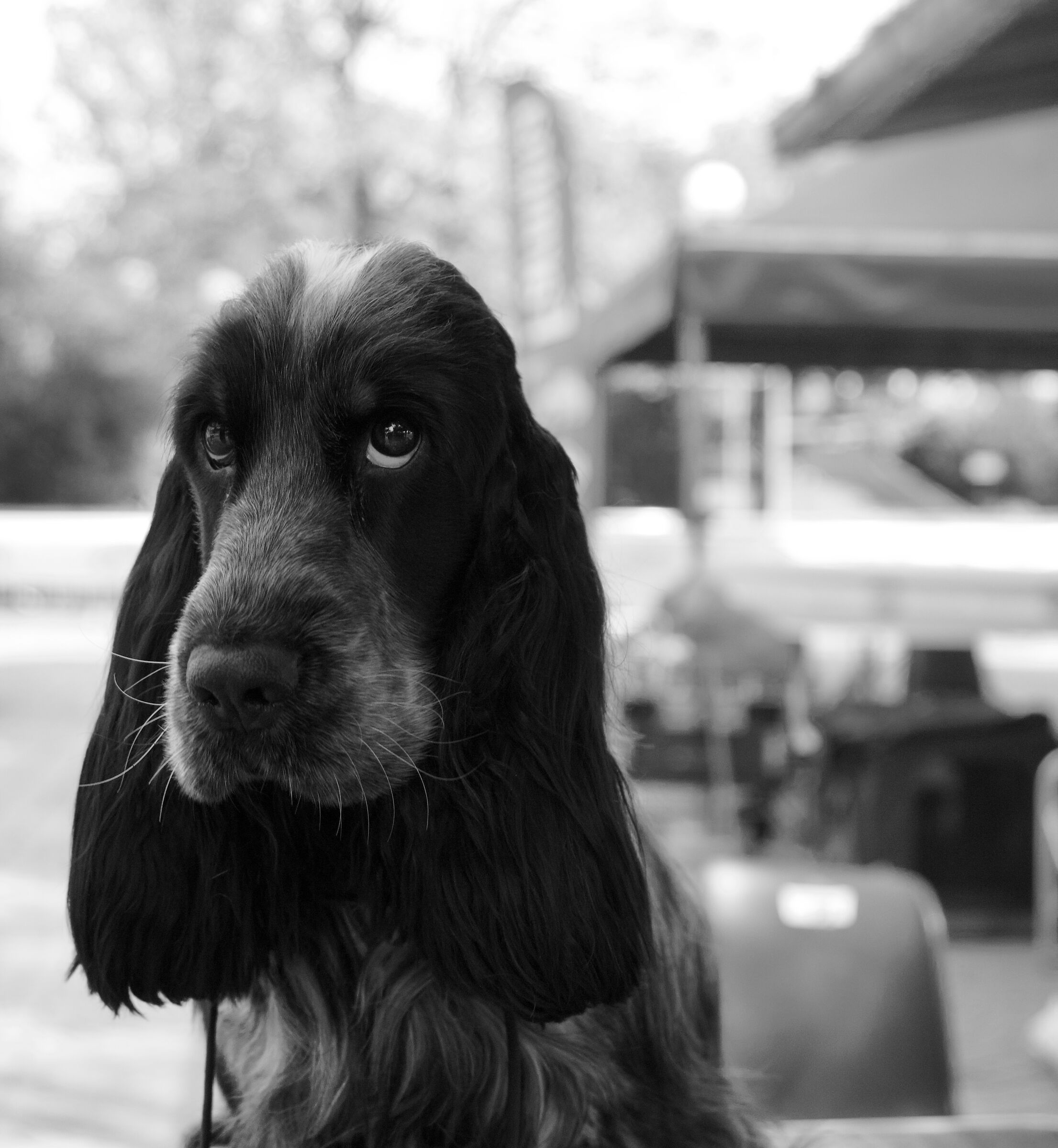 Cocker spaniel inglese