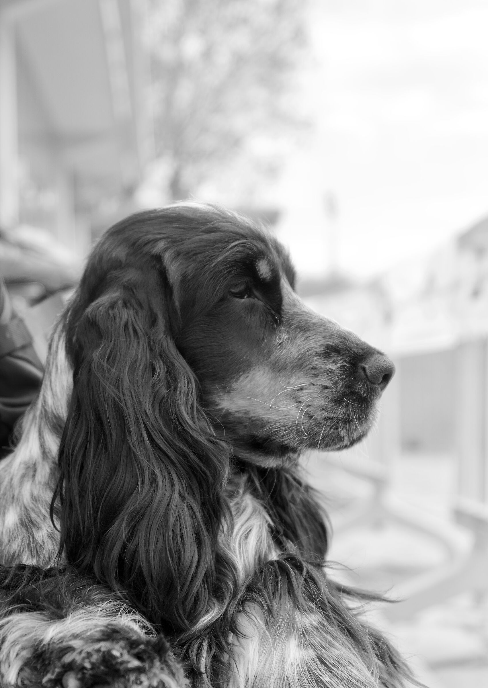 Cocker spaniel inglese