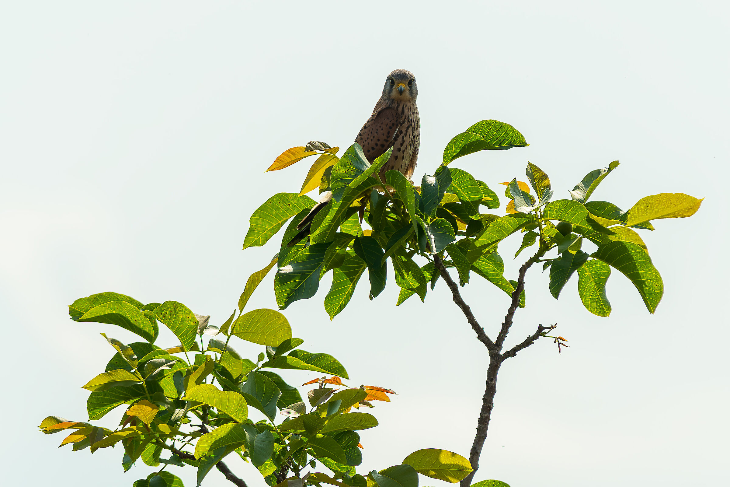 Kestrel