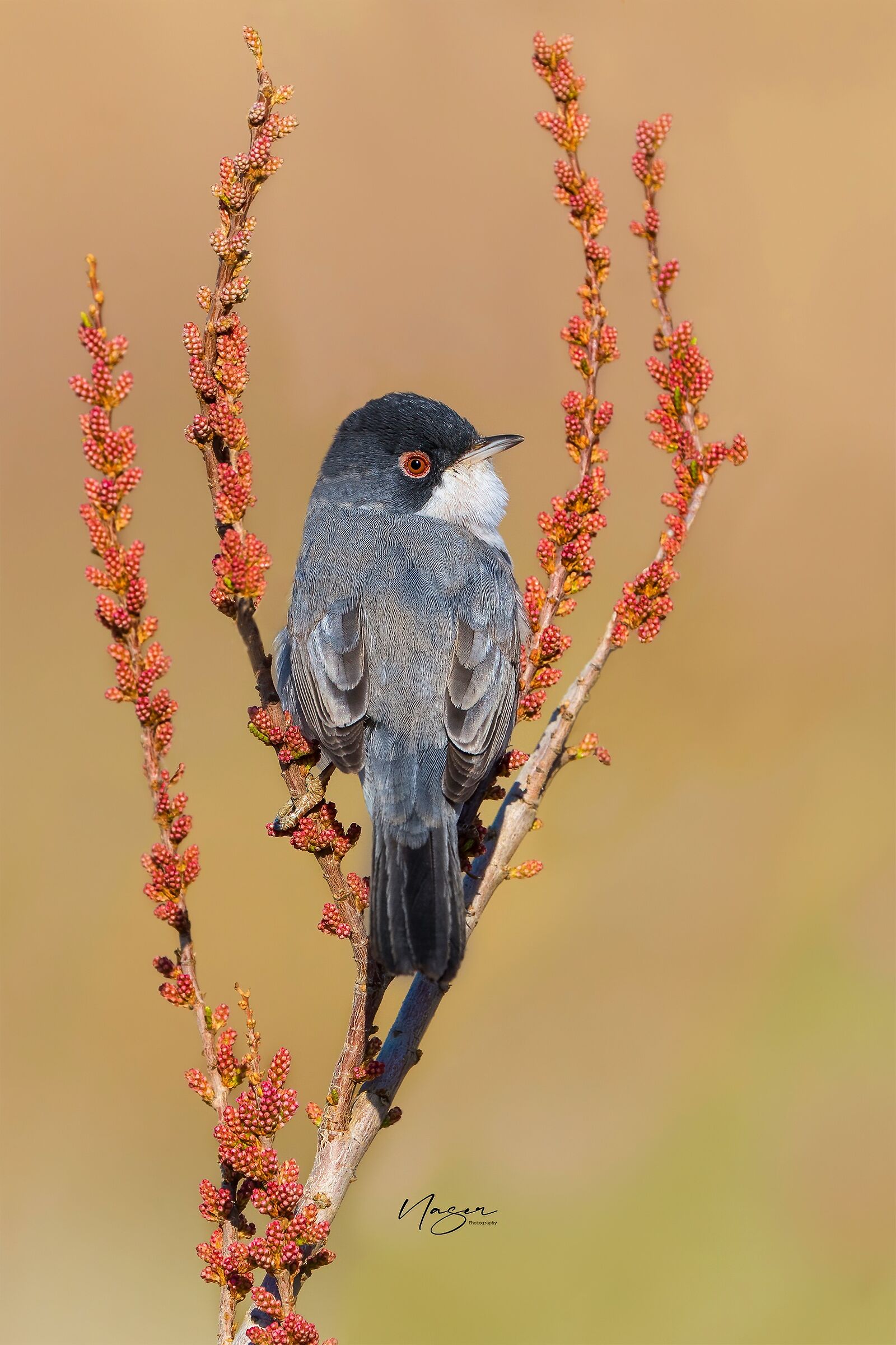 Menetries warbler