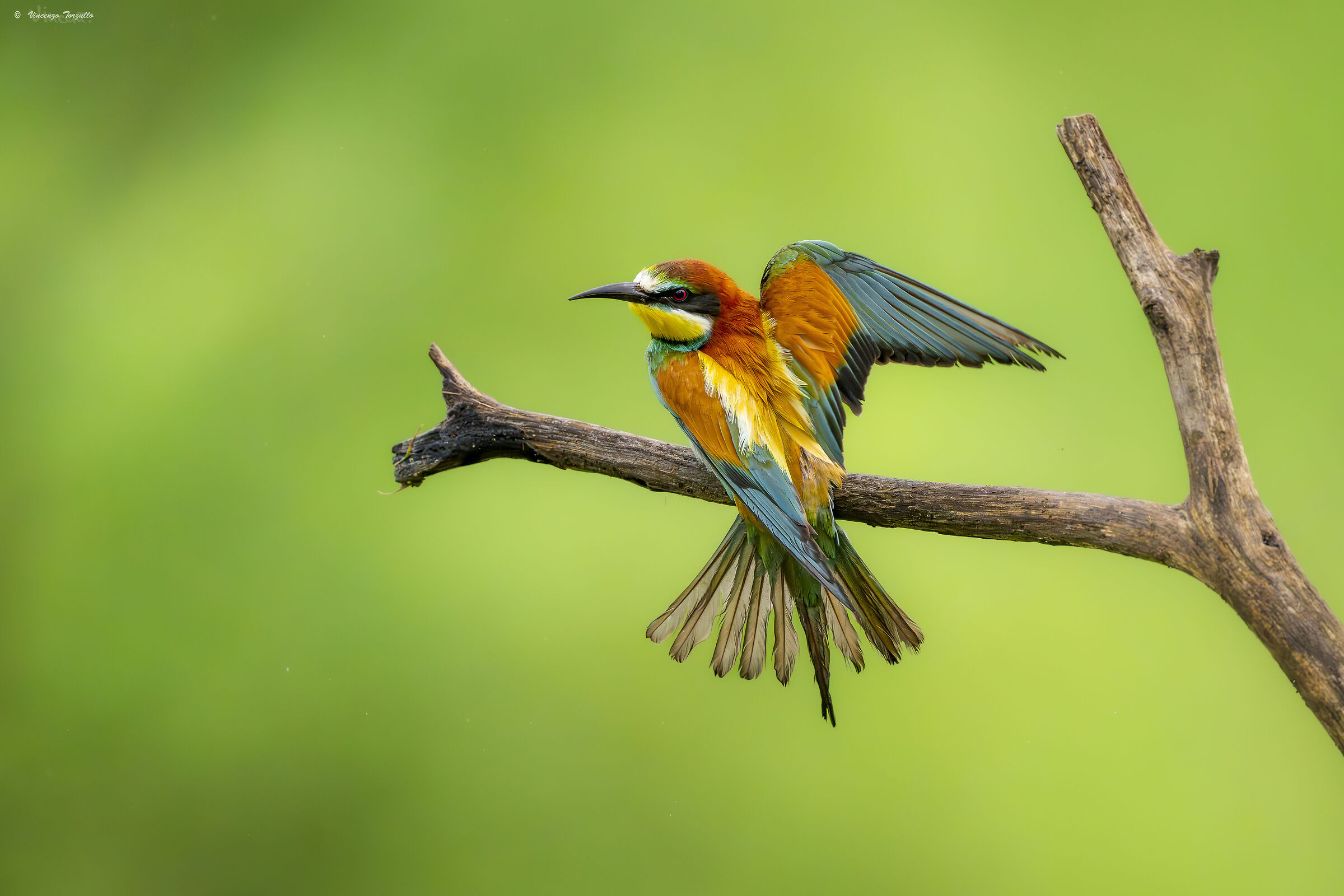 Merops apiaster