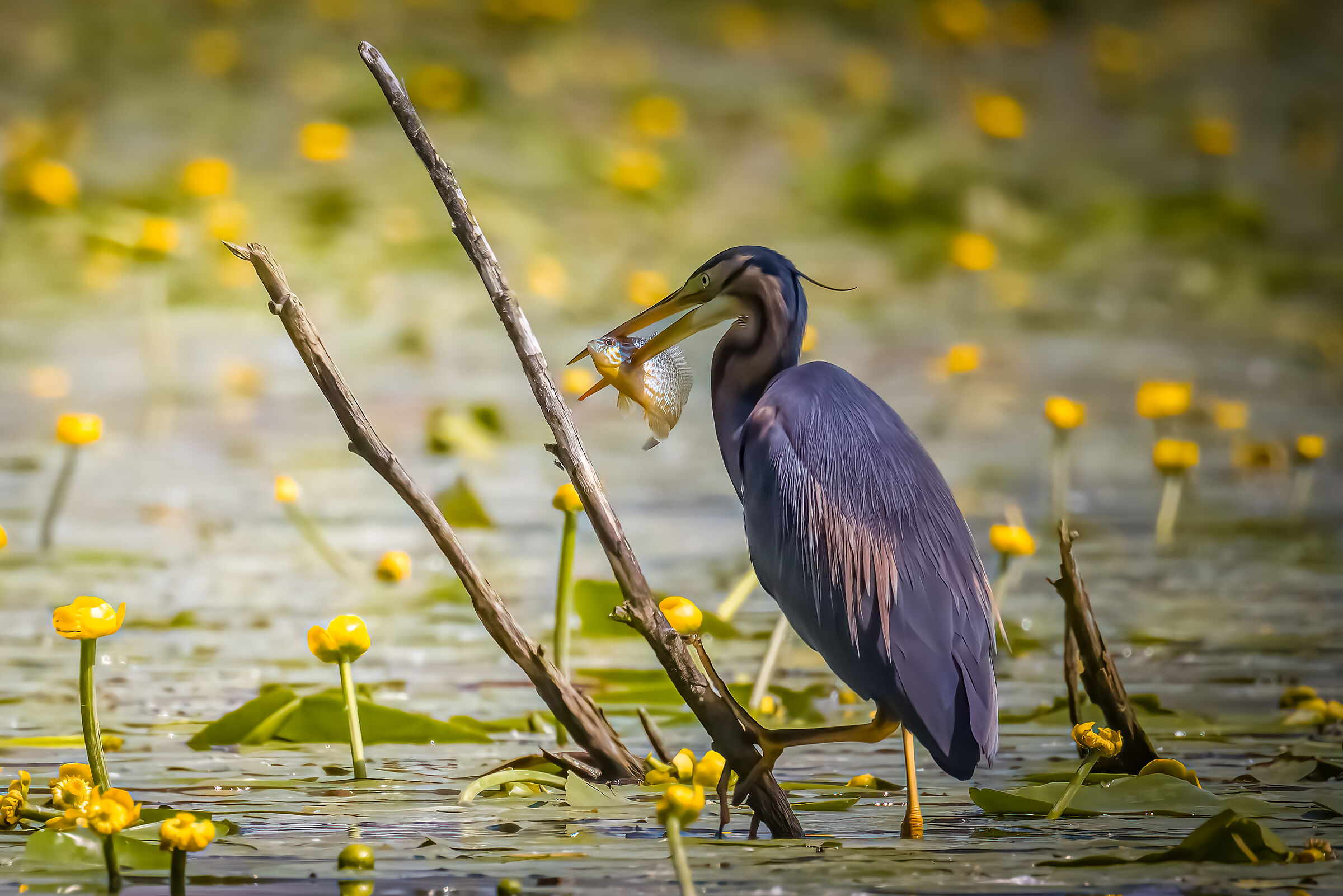 Red Heron Tuscany