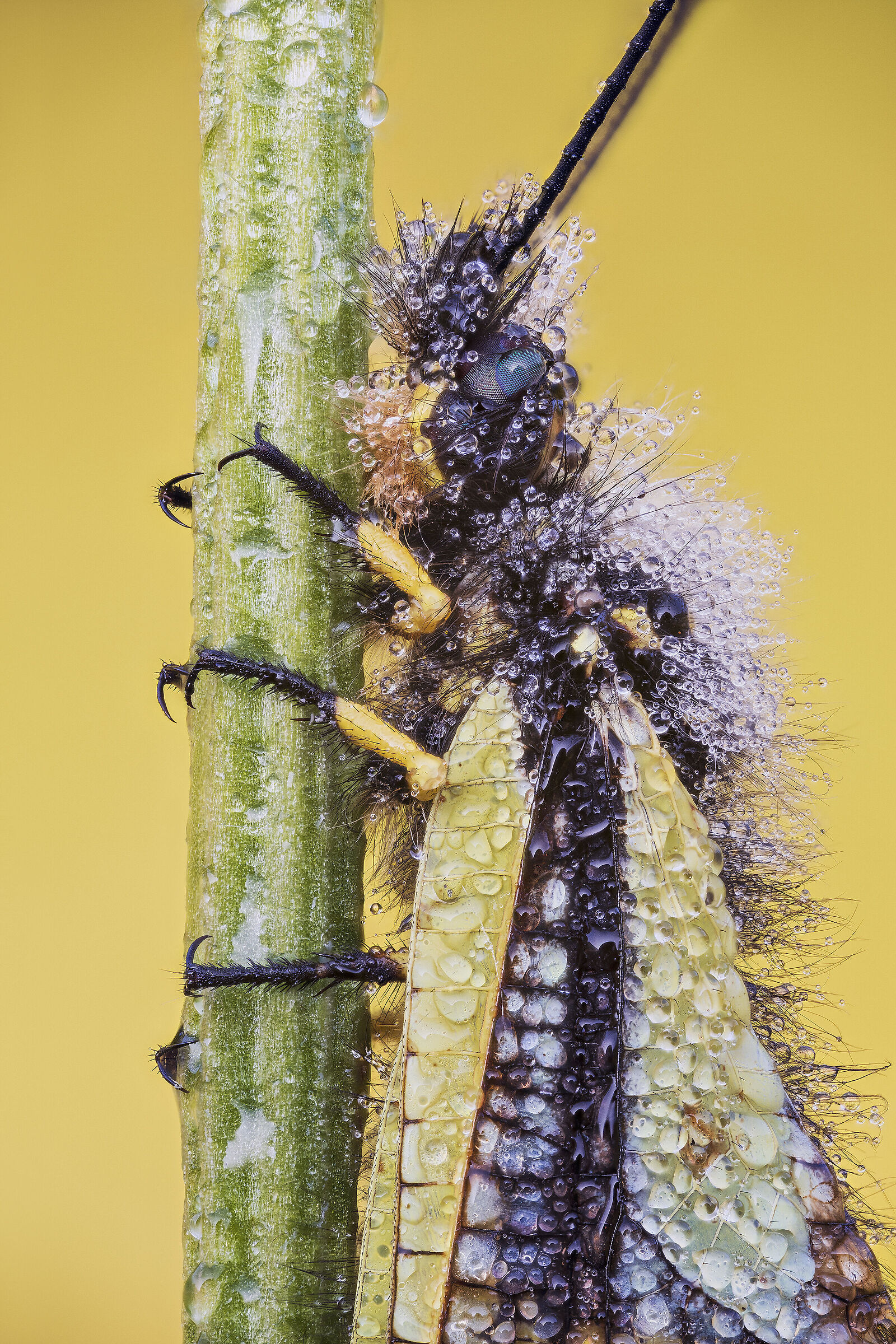 Libelloides coccajus