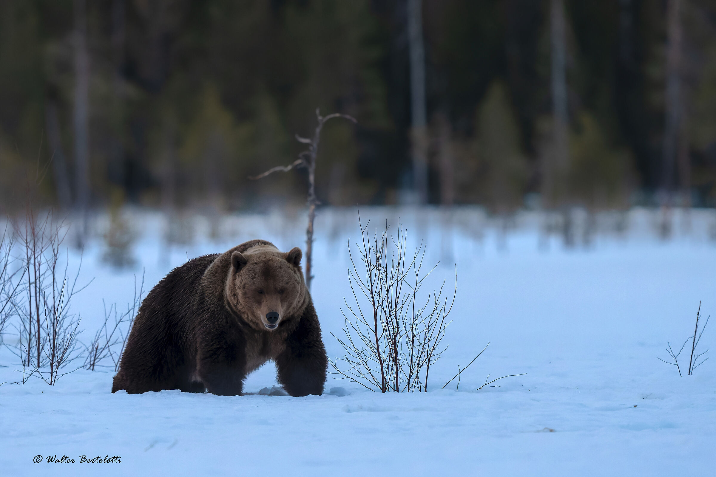 presenza di buon mattino