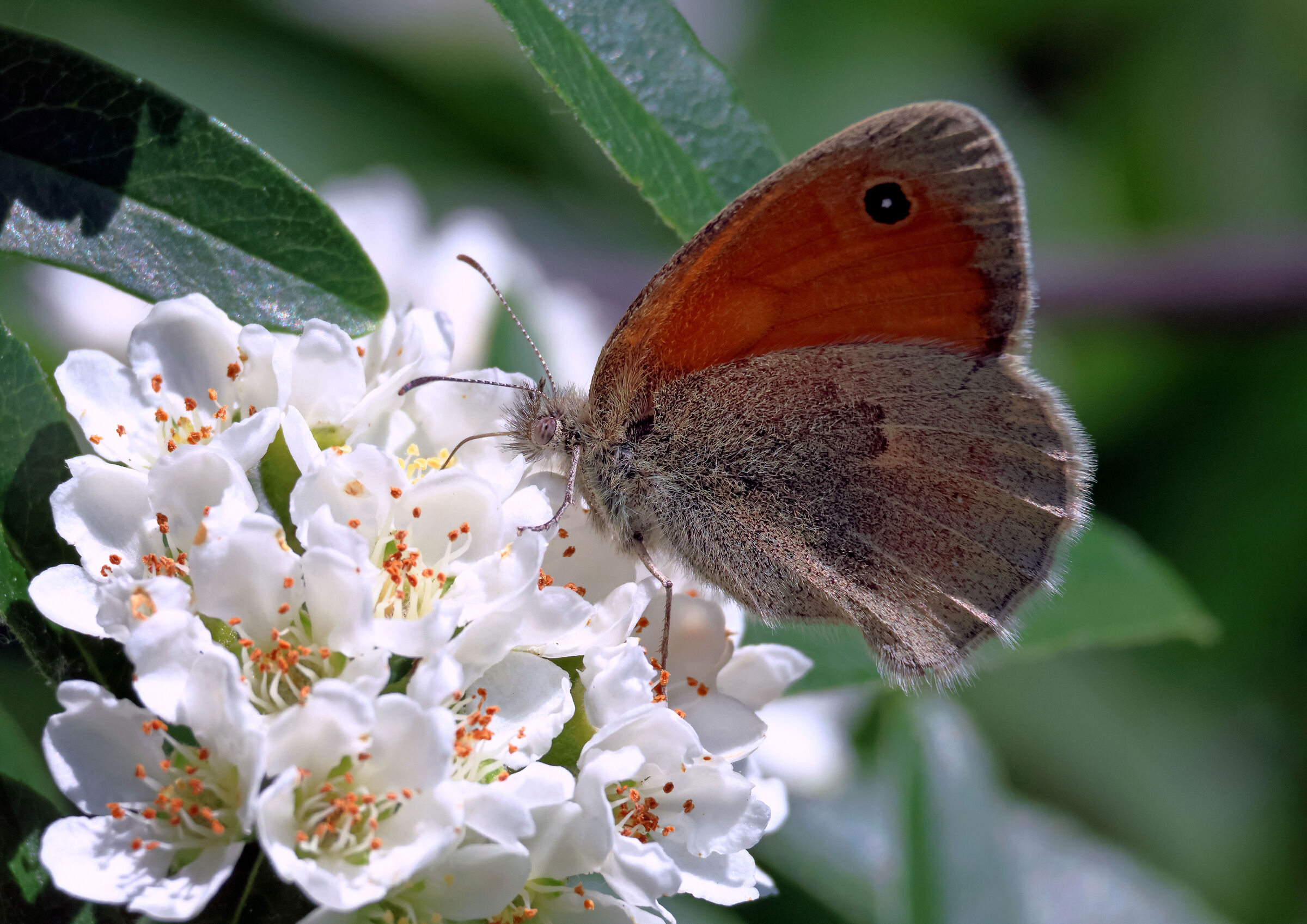 Coenonympha pamphilus on Pyracantha flowers