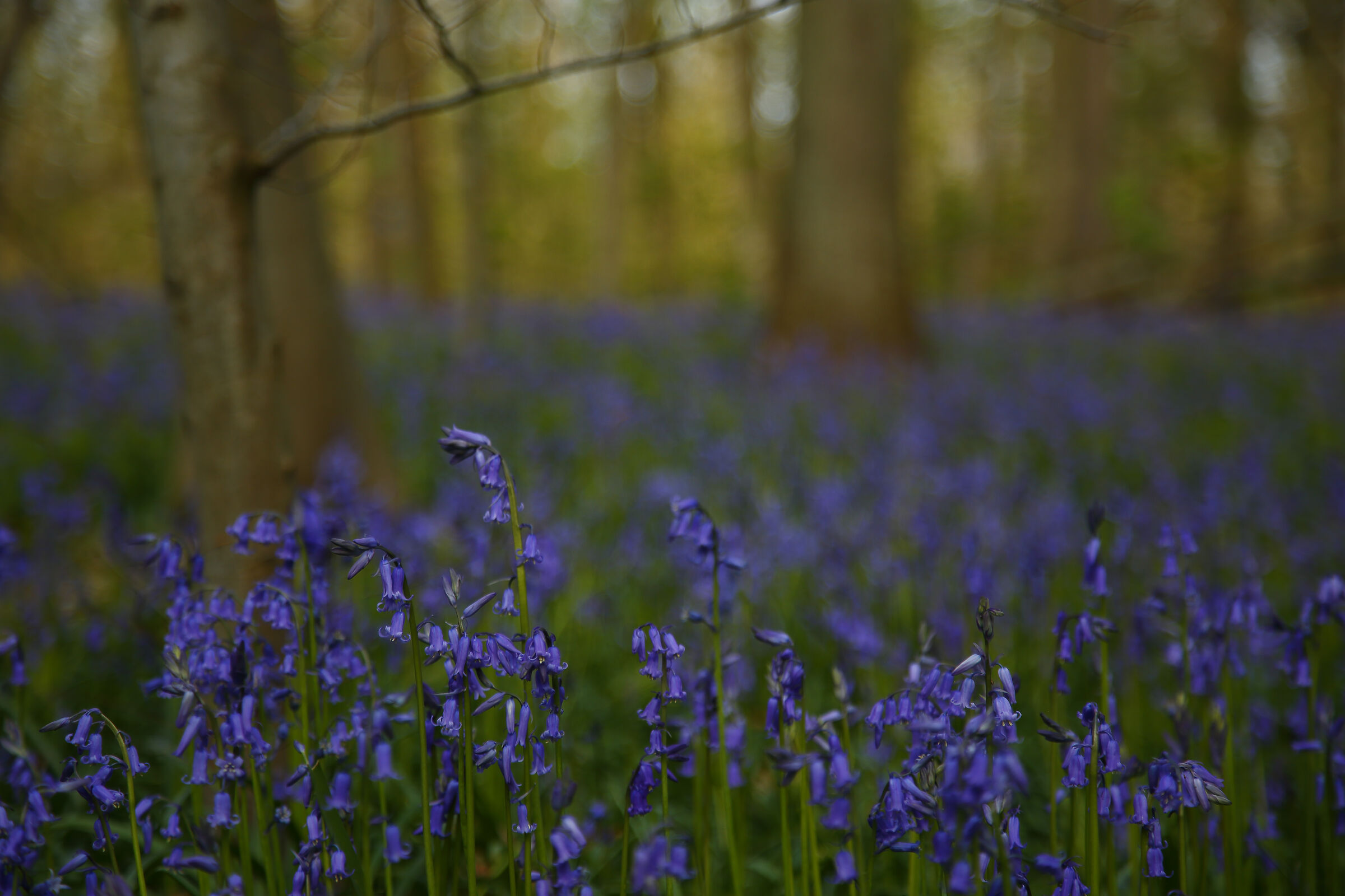 More Hallerbos forests