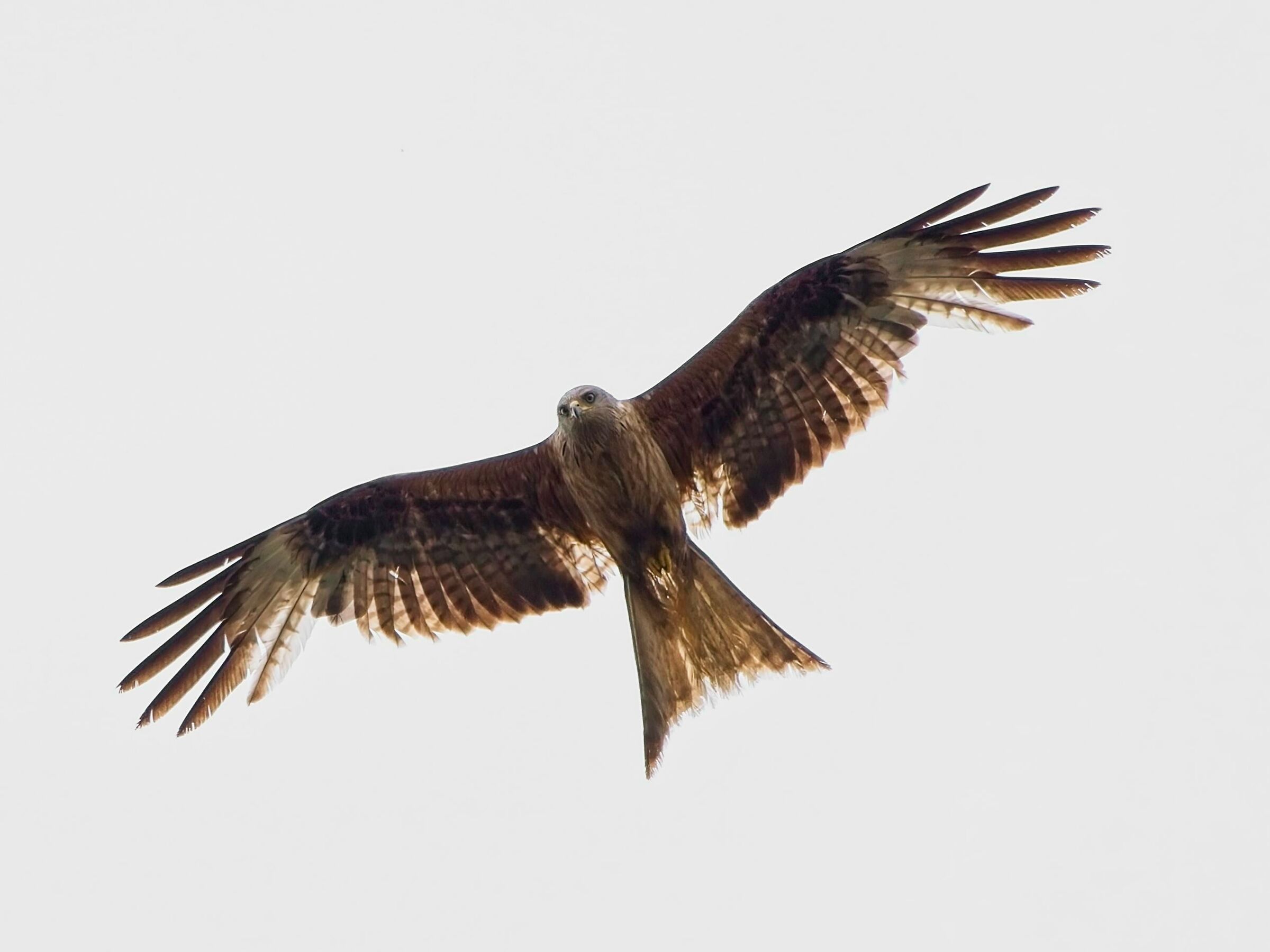 Red kite