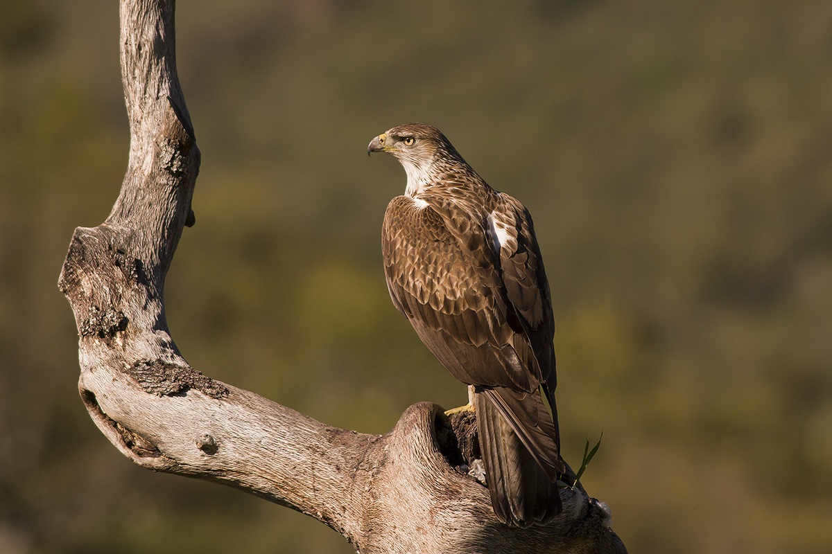 Aquila del Bonelli