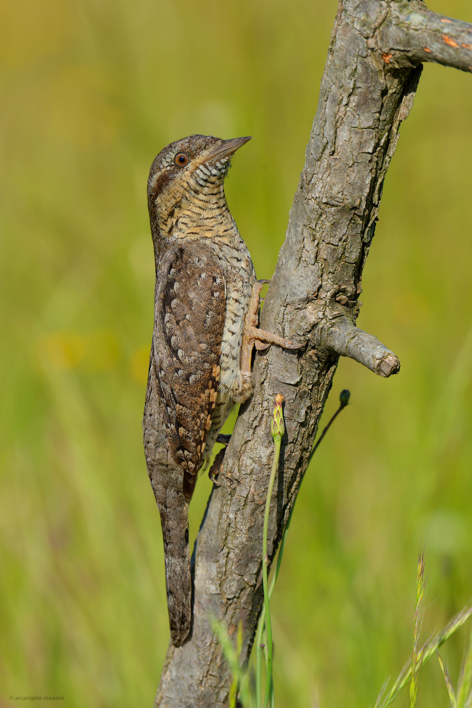 Il signore del mimetismo